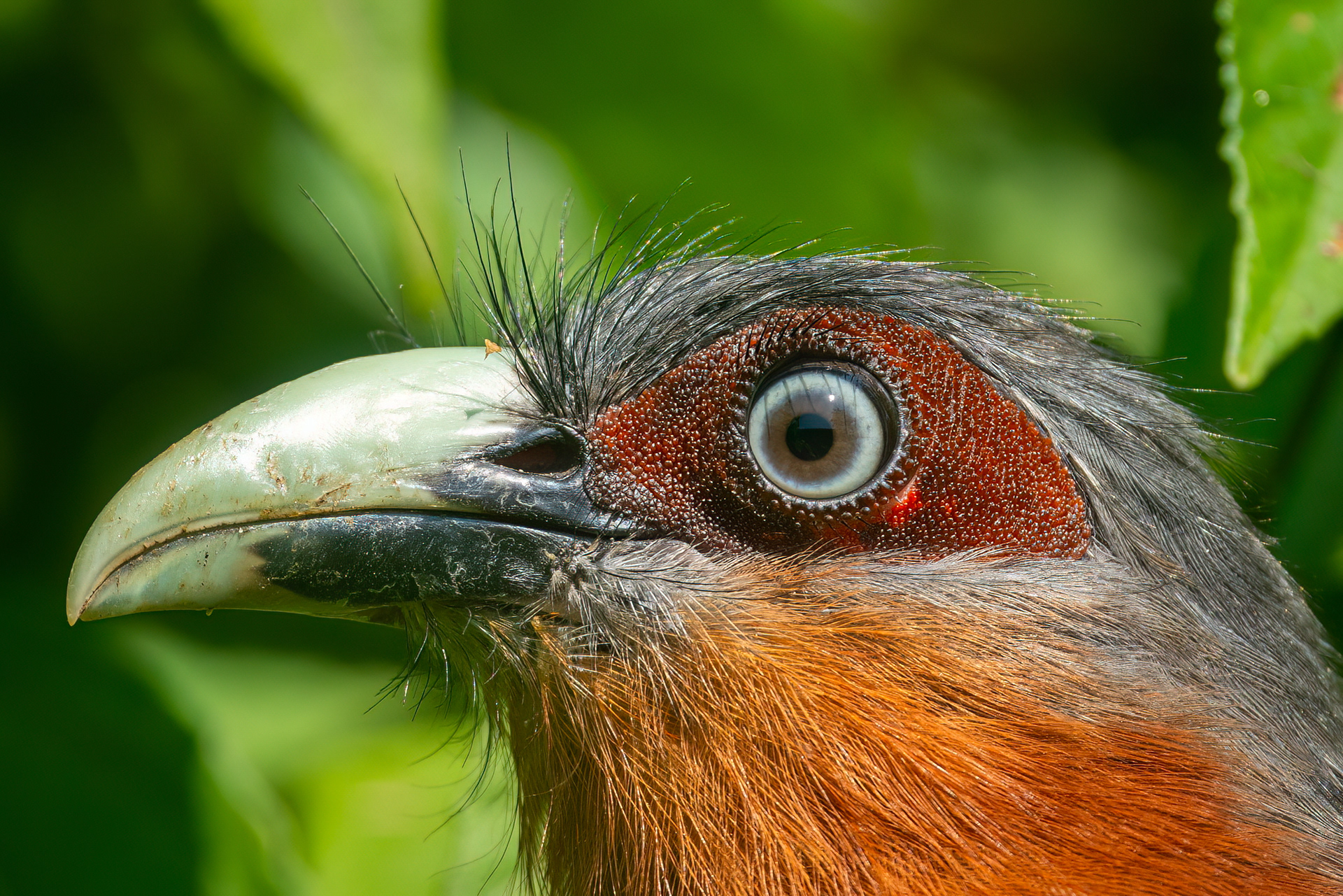 Chestnut-breasted Malkoha