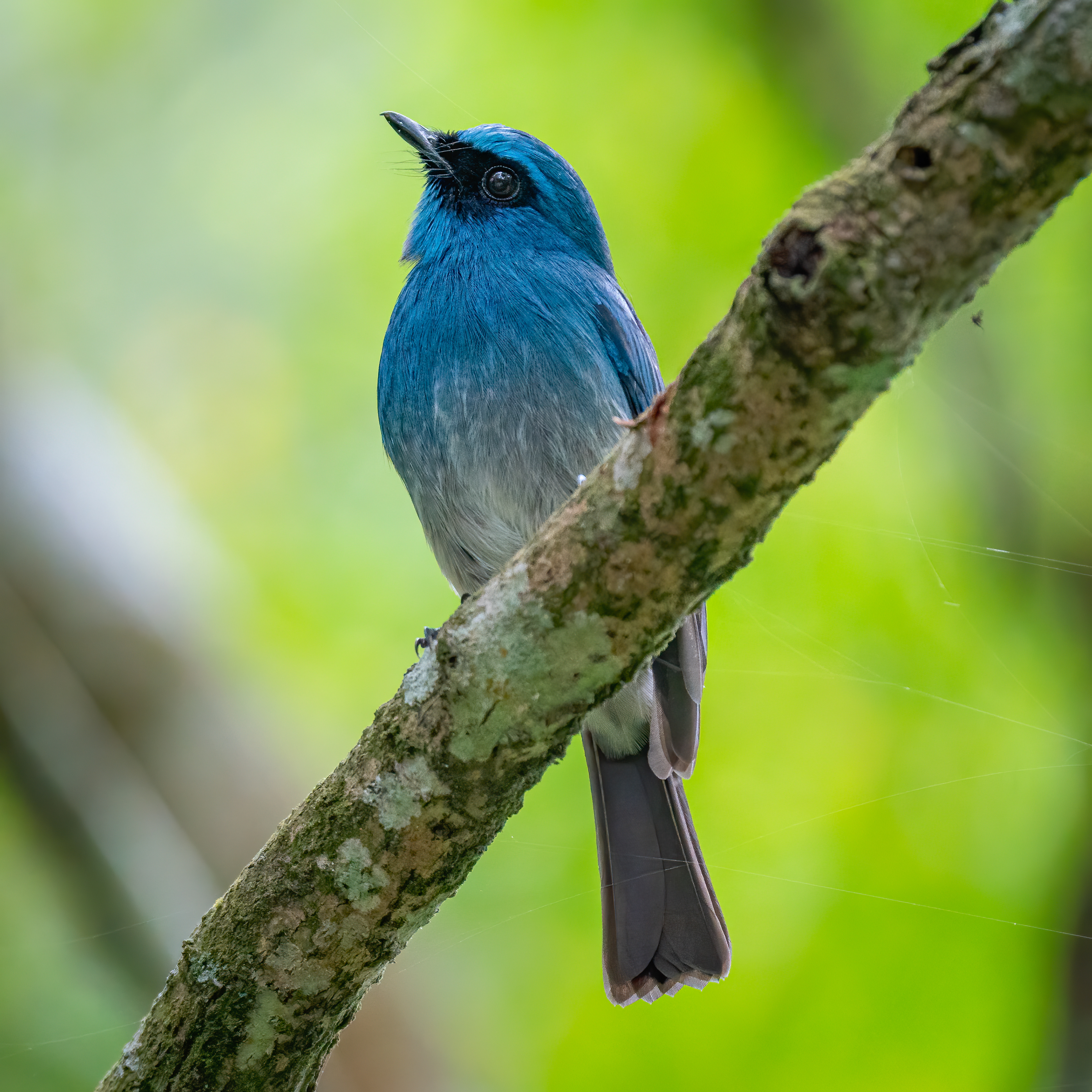 Indigo flycatcher