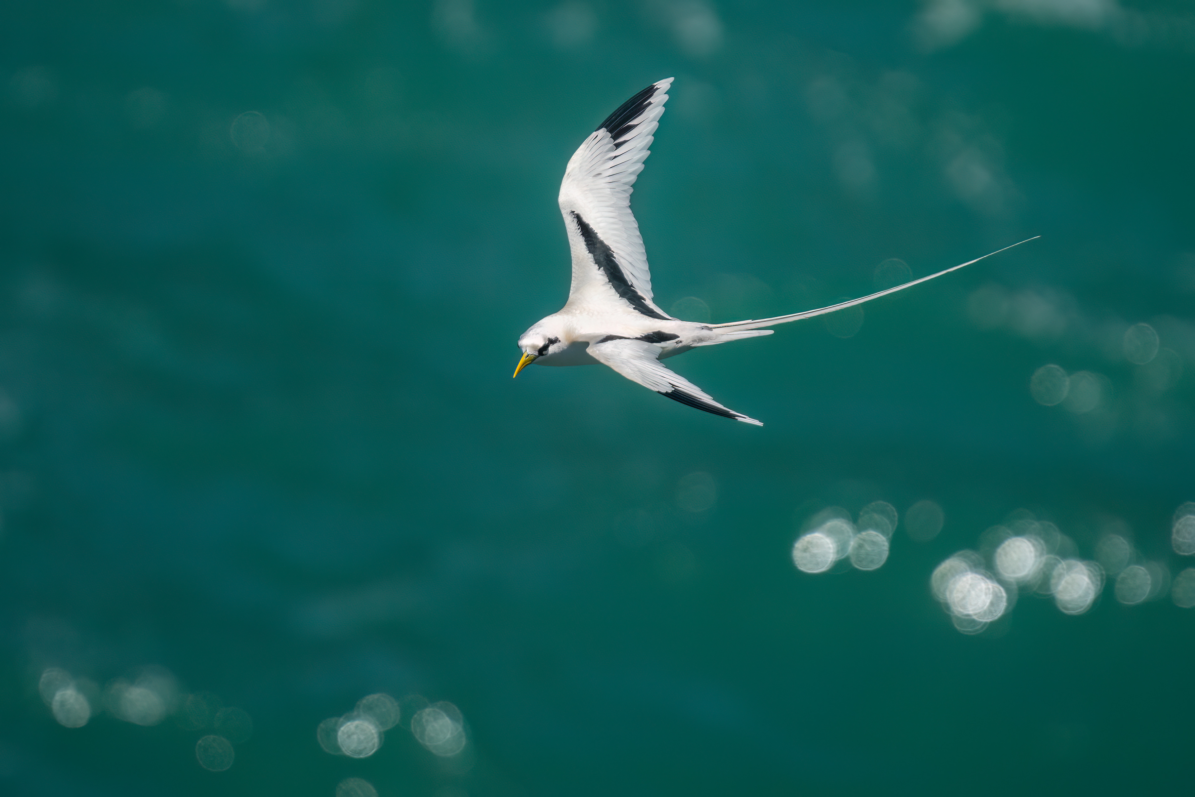 White-tailed Tropicbird