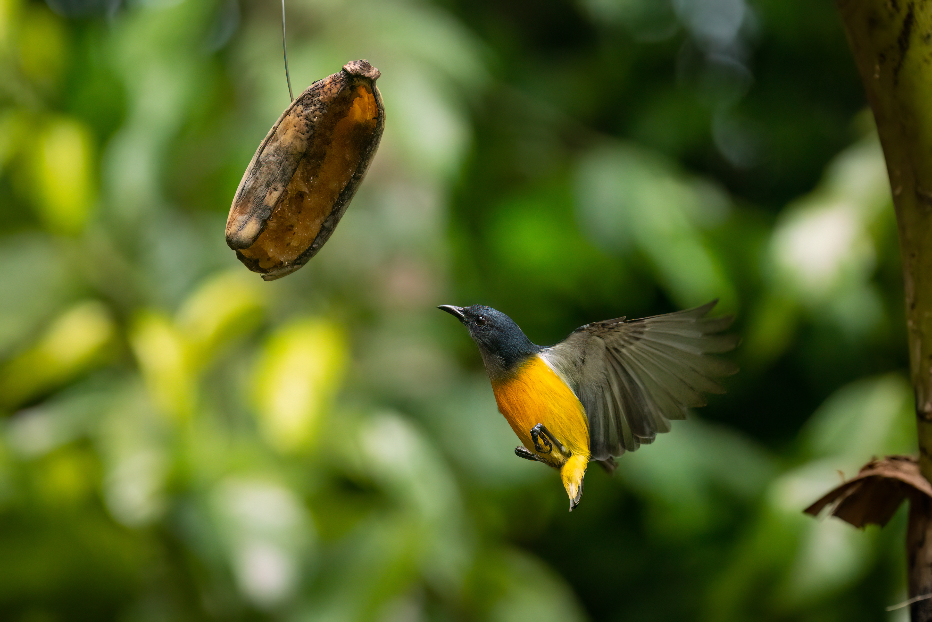 Orange-bellied Flowerpecker