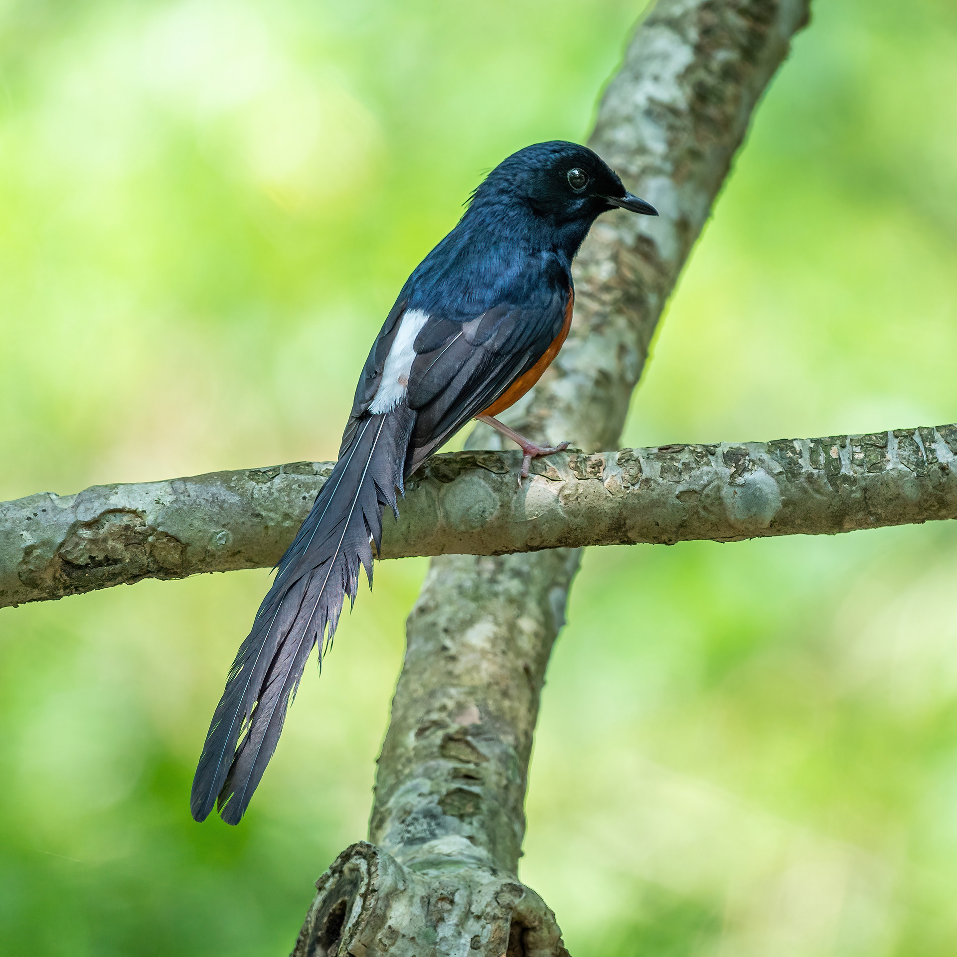 White-rumped shama
