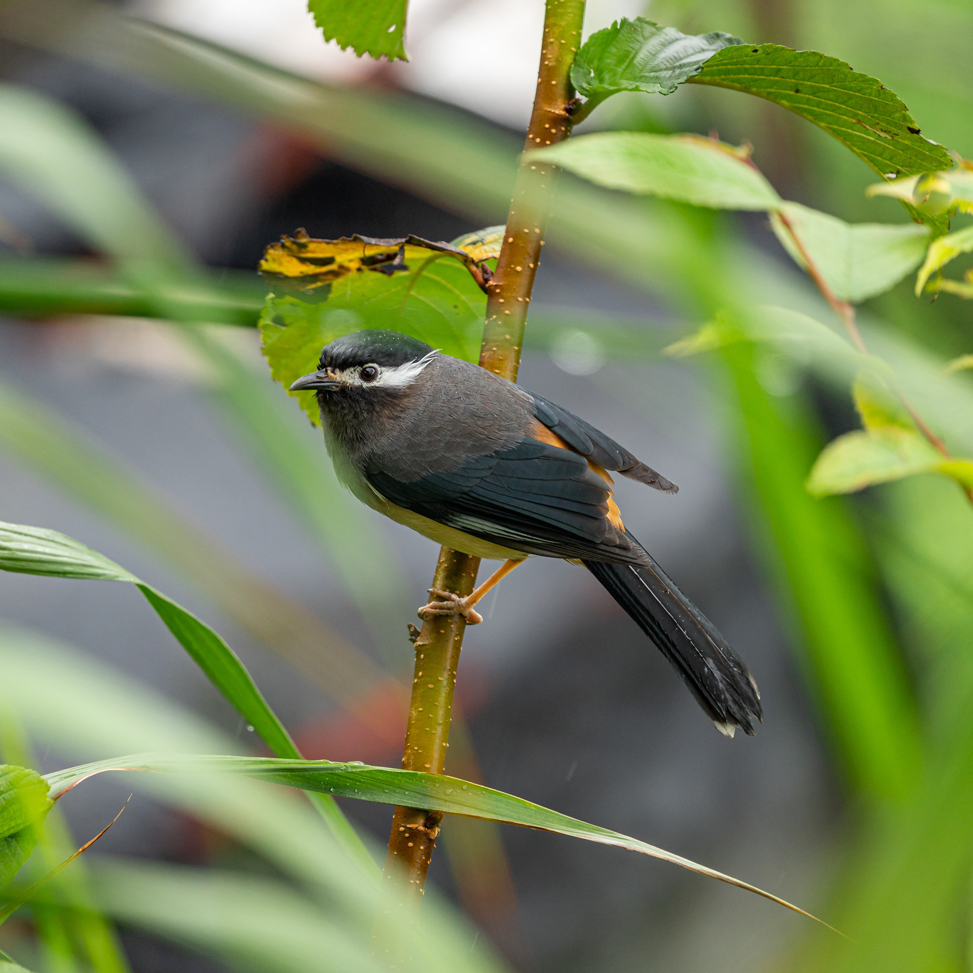 White-eared sibia