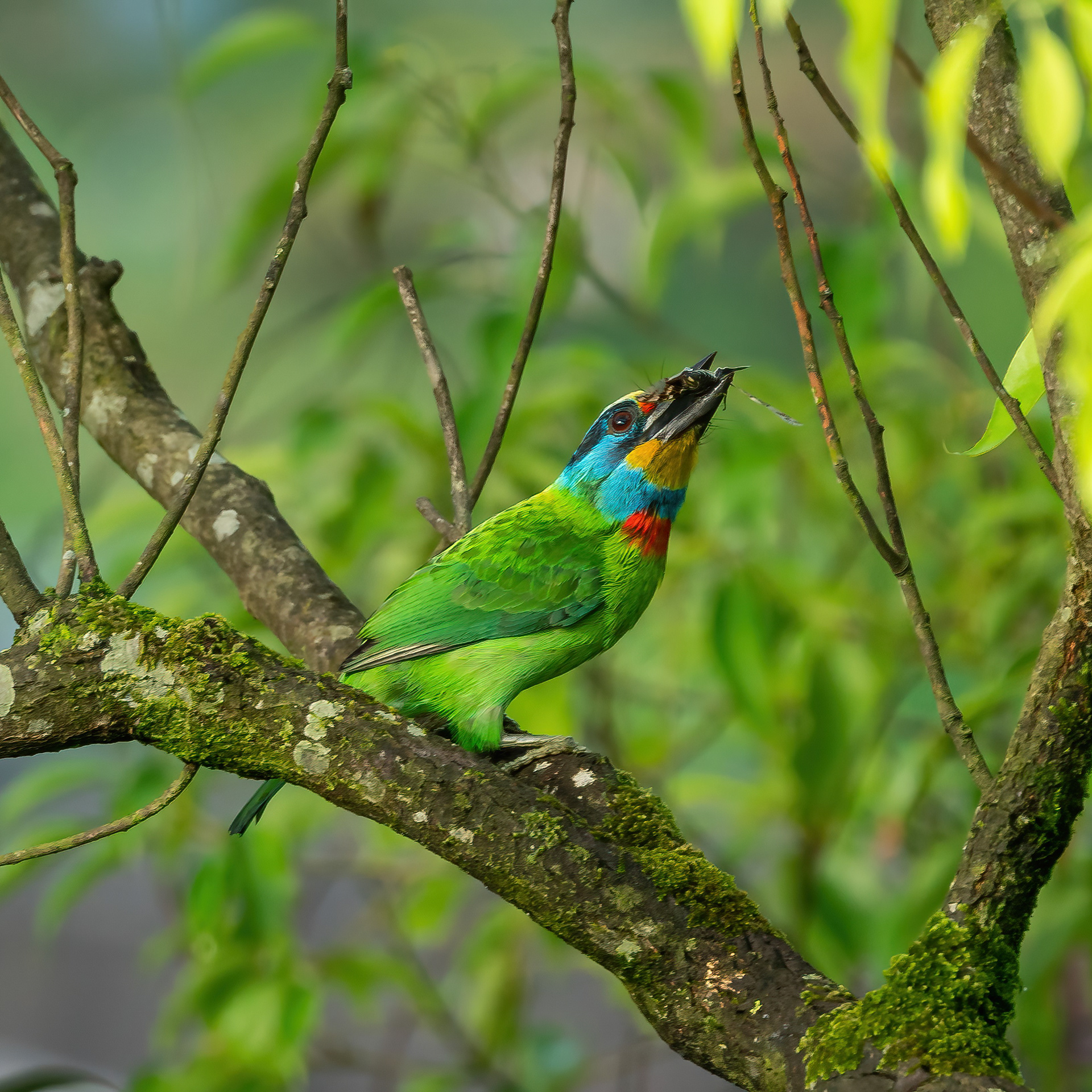 Taiwan barbet