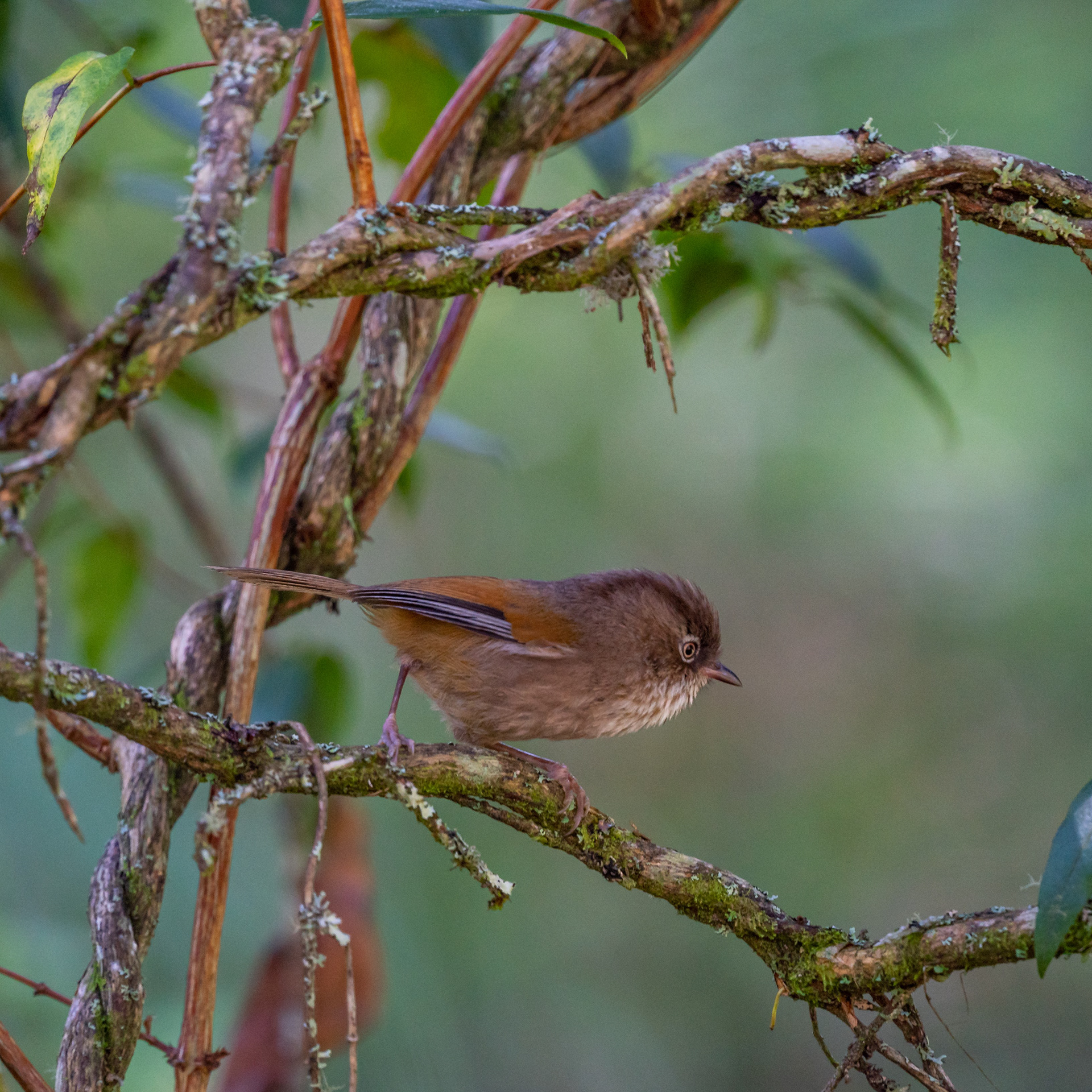 Taiwan fulvetta