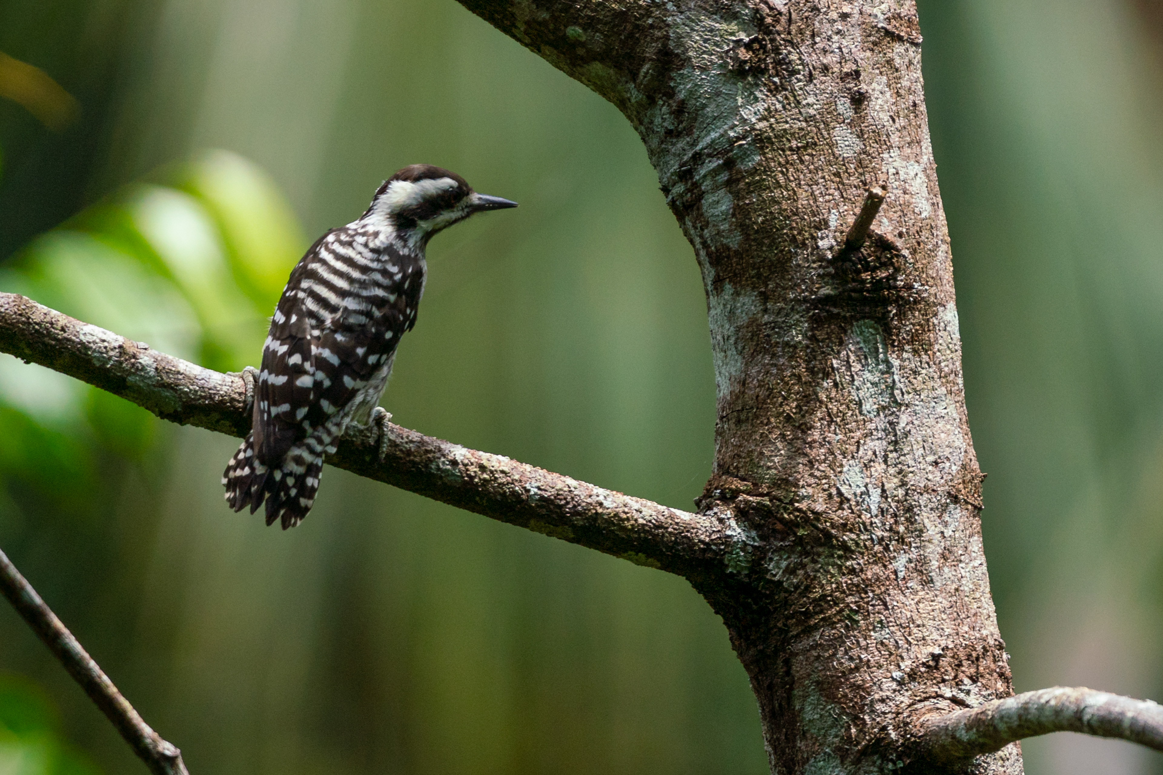 Sunda pygmy woodpecker