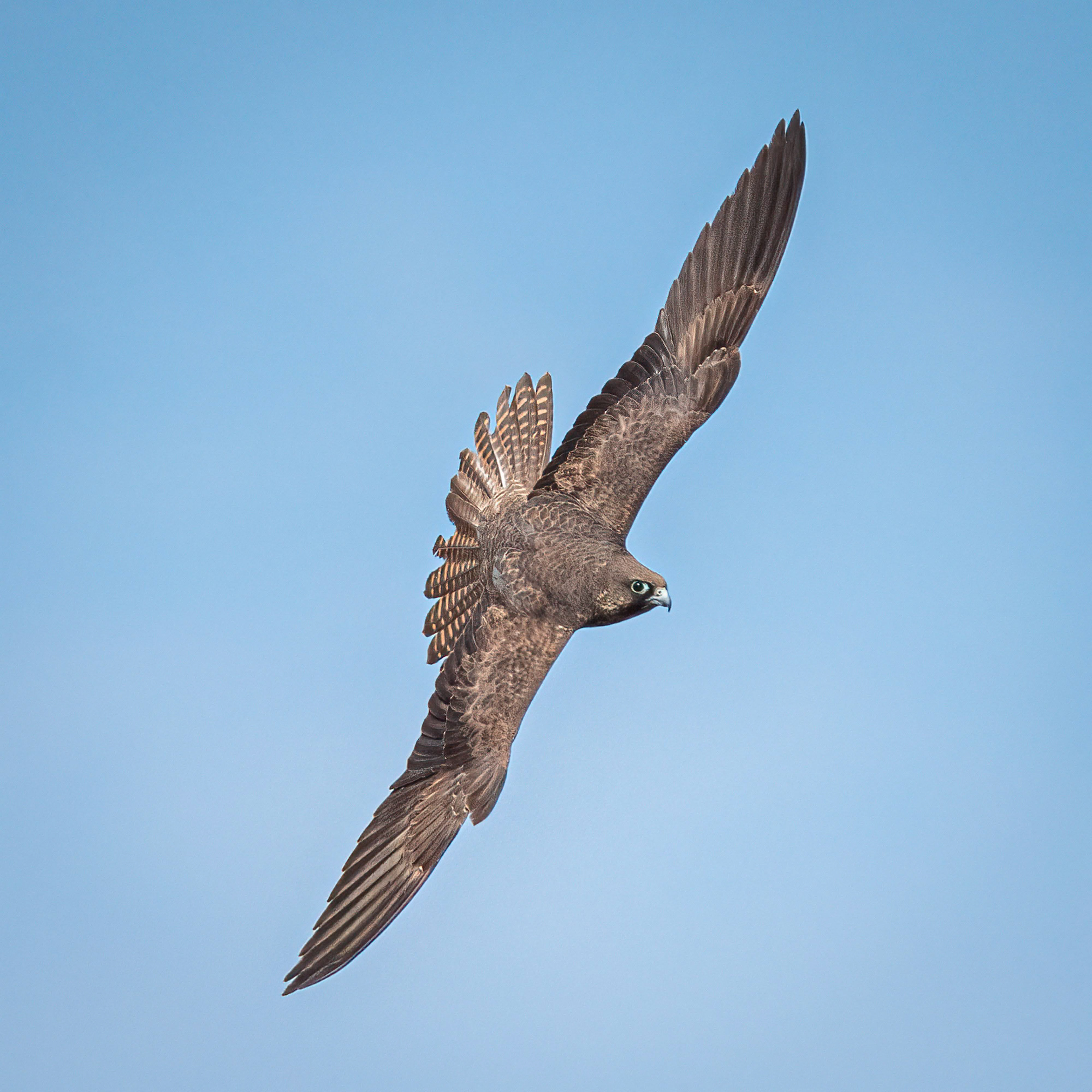 Eleonora's Falcon (Greece)