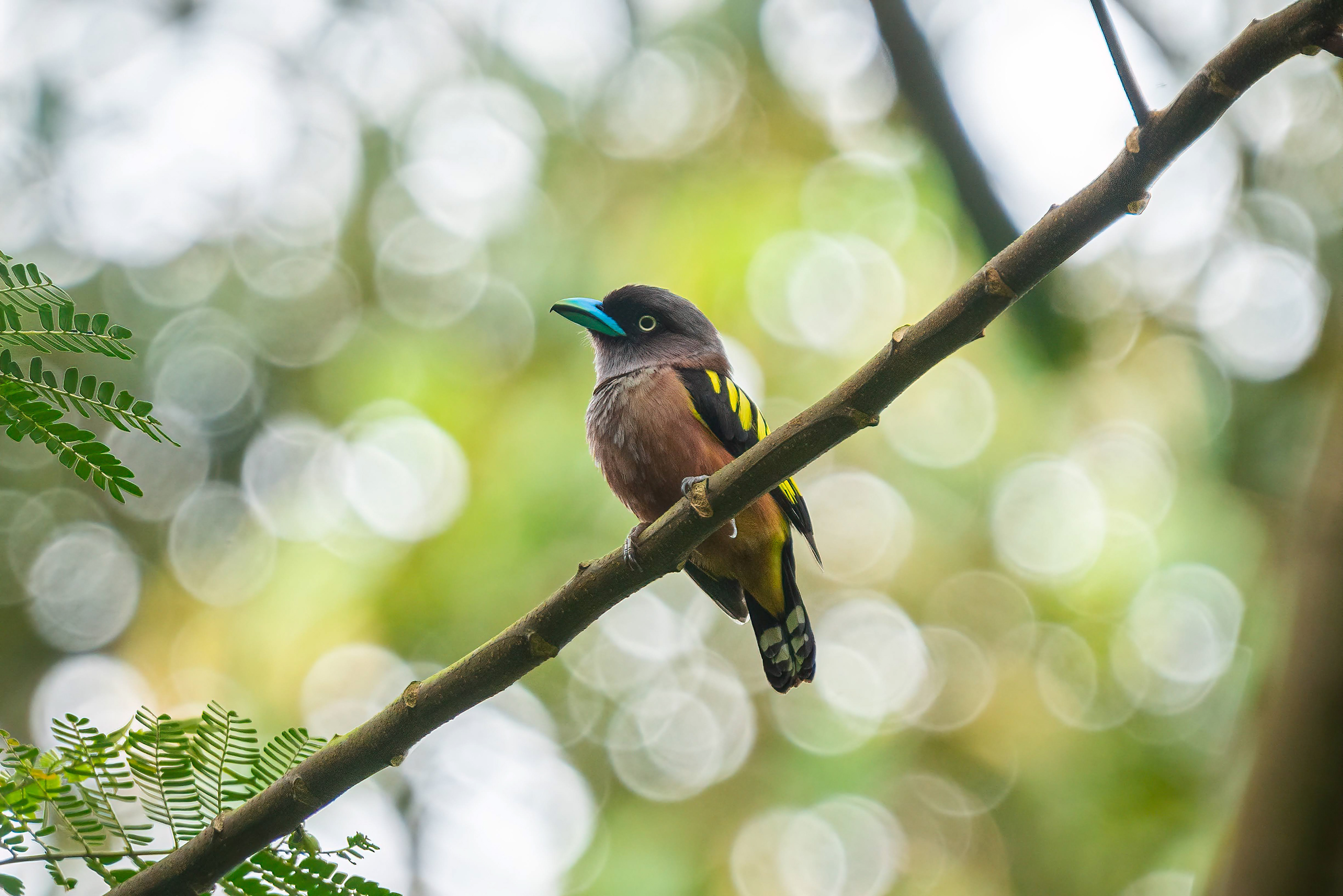 Banded broadbill