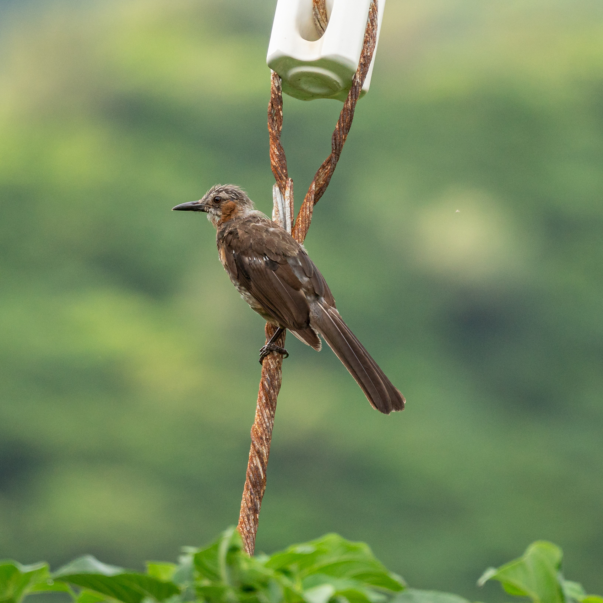 Brown-eared bulbul (Lanyu subspecies)