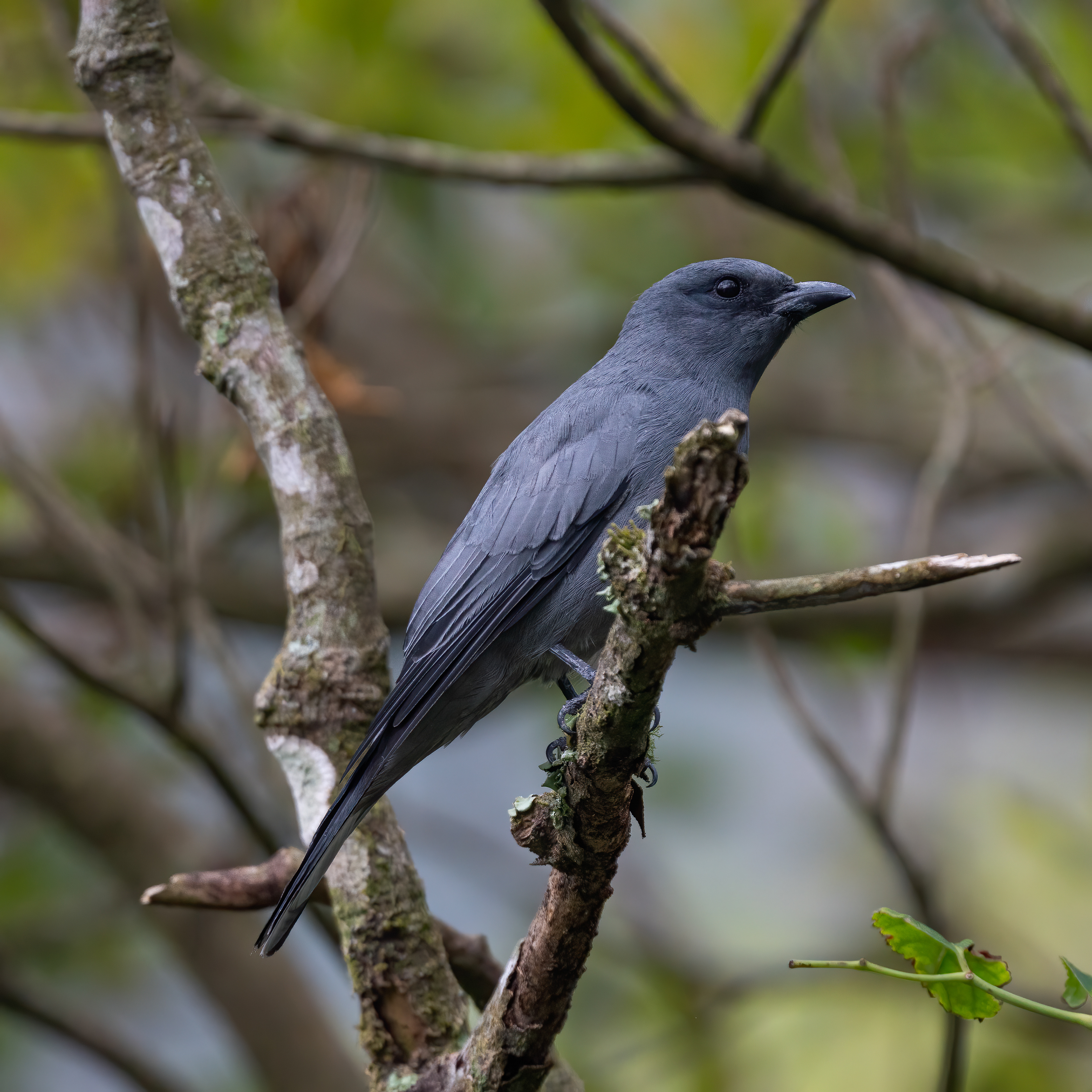 Javan cuckooshrike