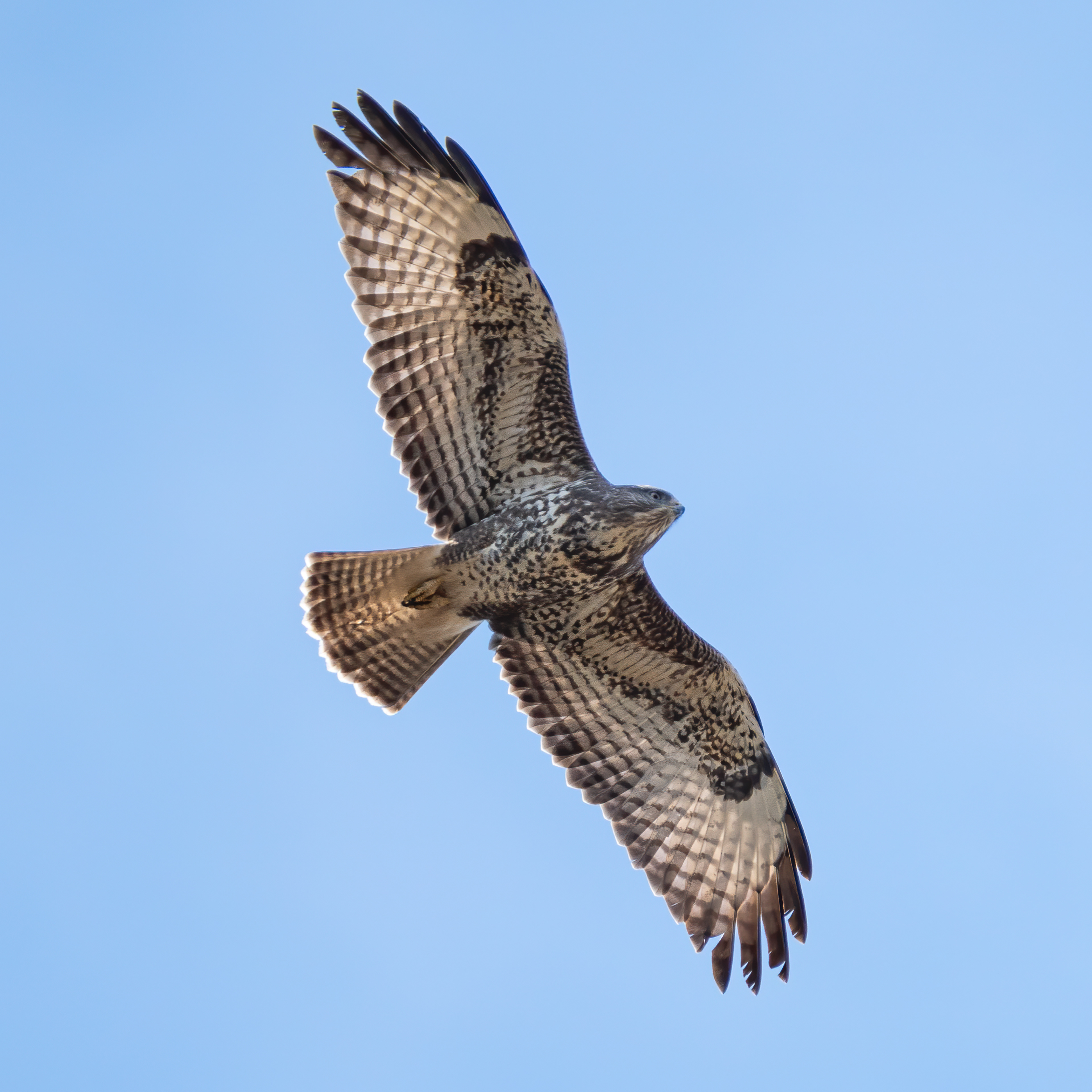 Common buzzard (Belgium)