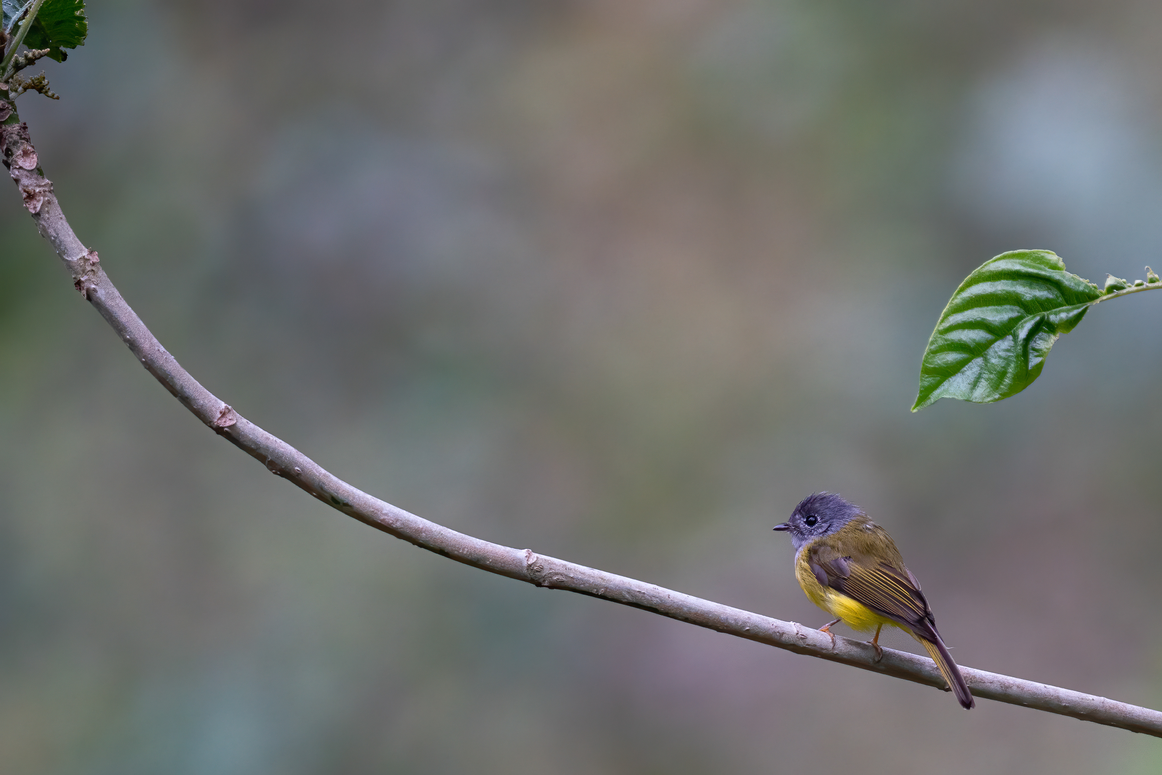 Grey-headed canary flycatcher