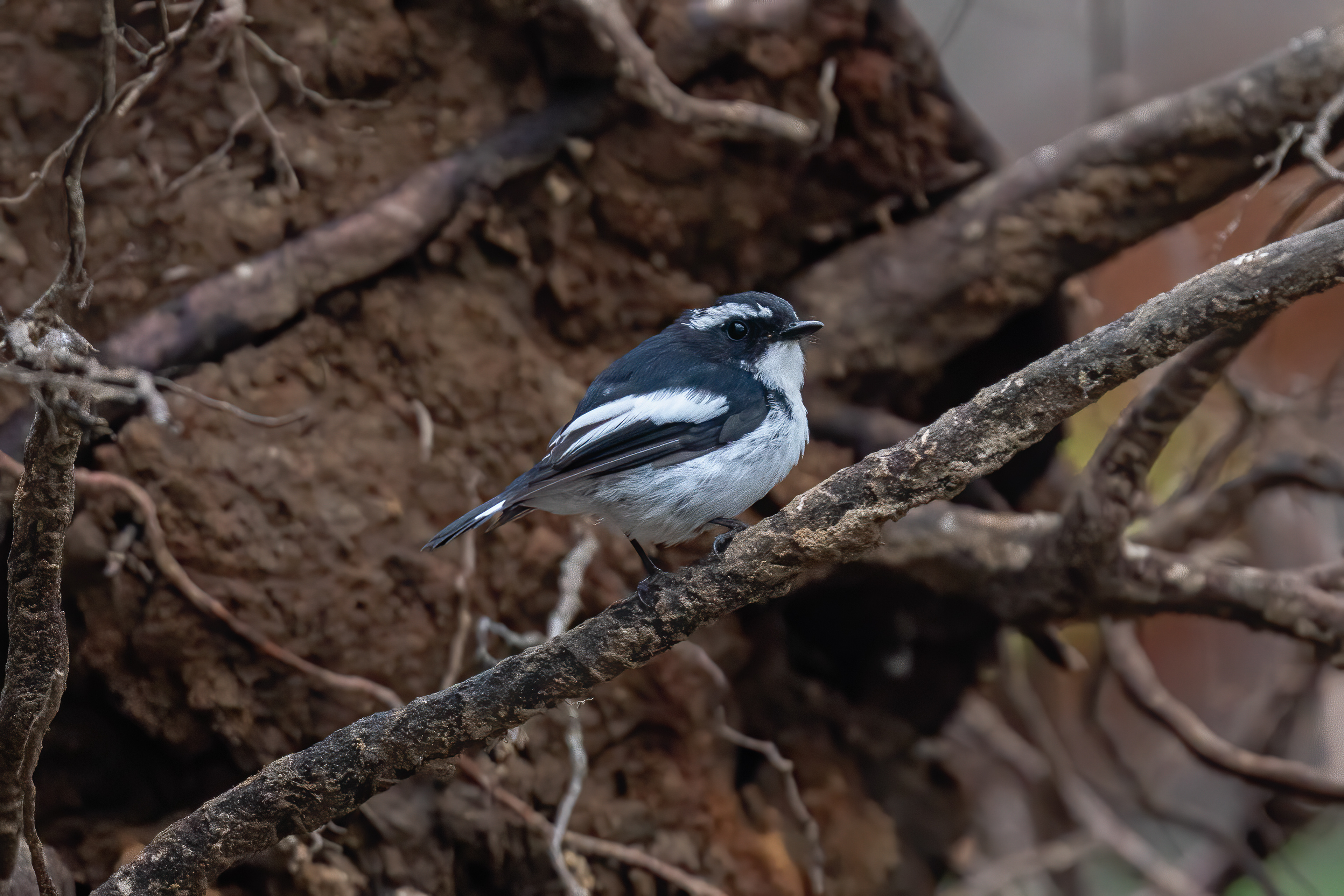 Little pied flycatcher