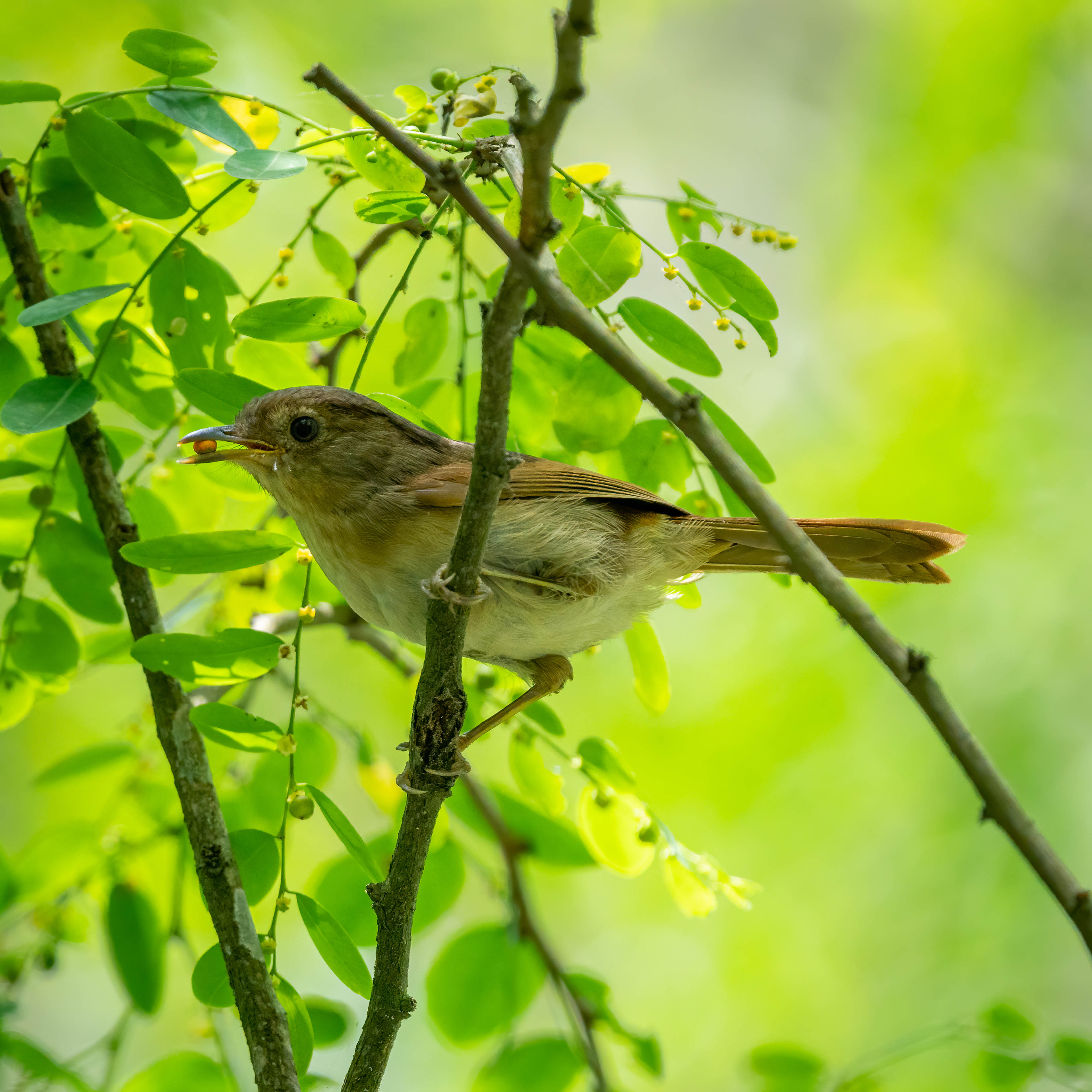 Javan fulvetta