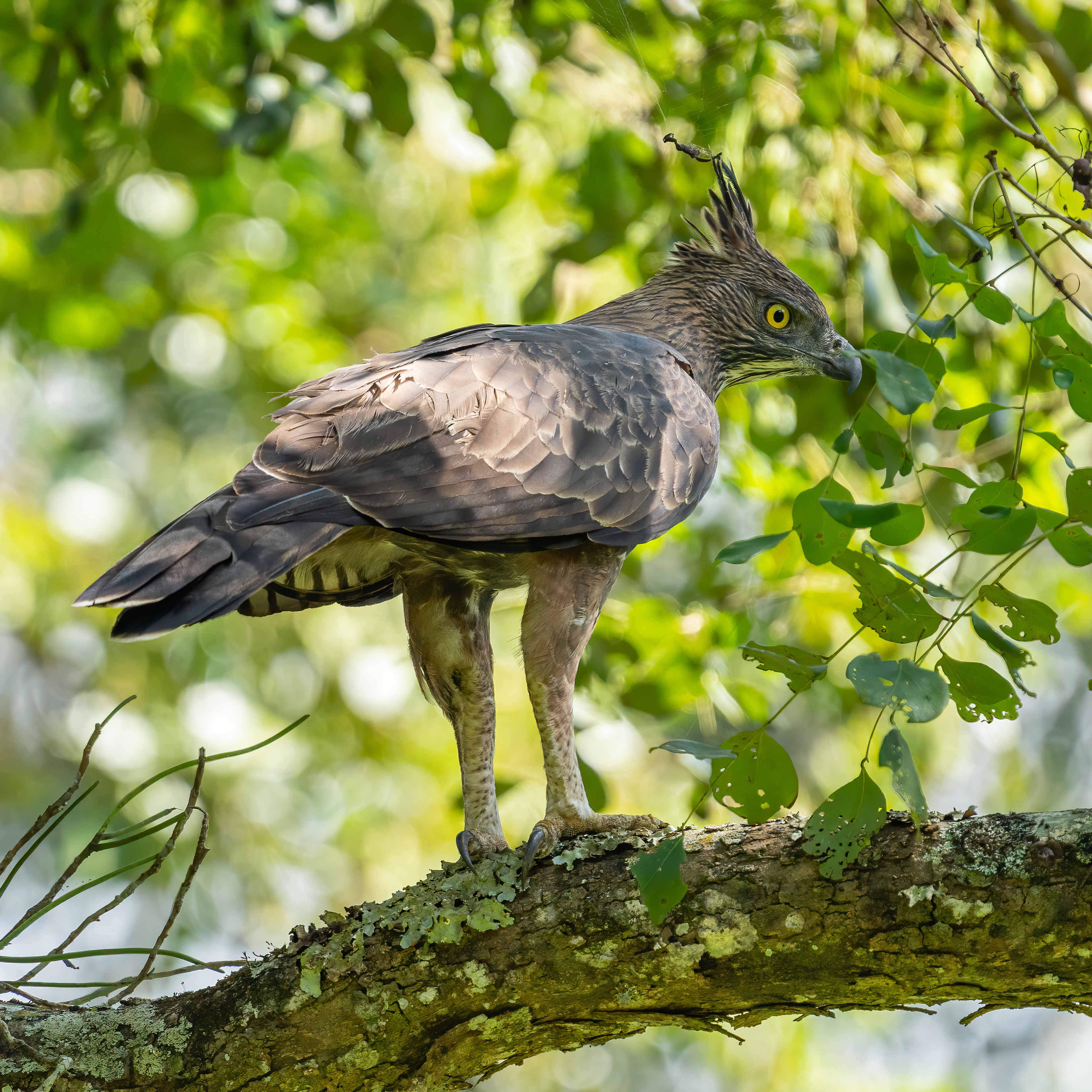 Crested hawk eagle (India)