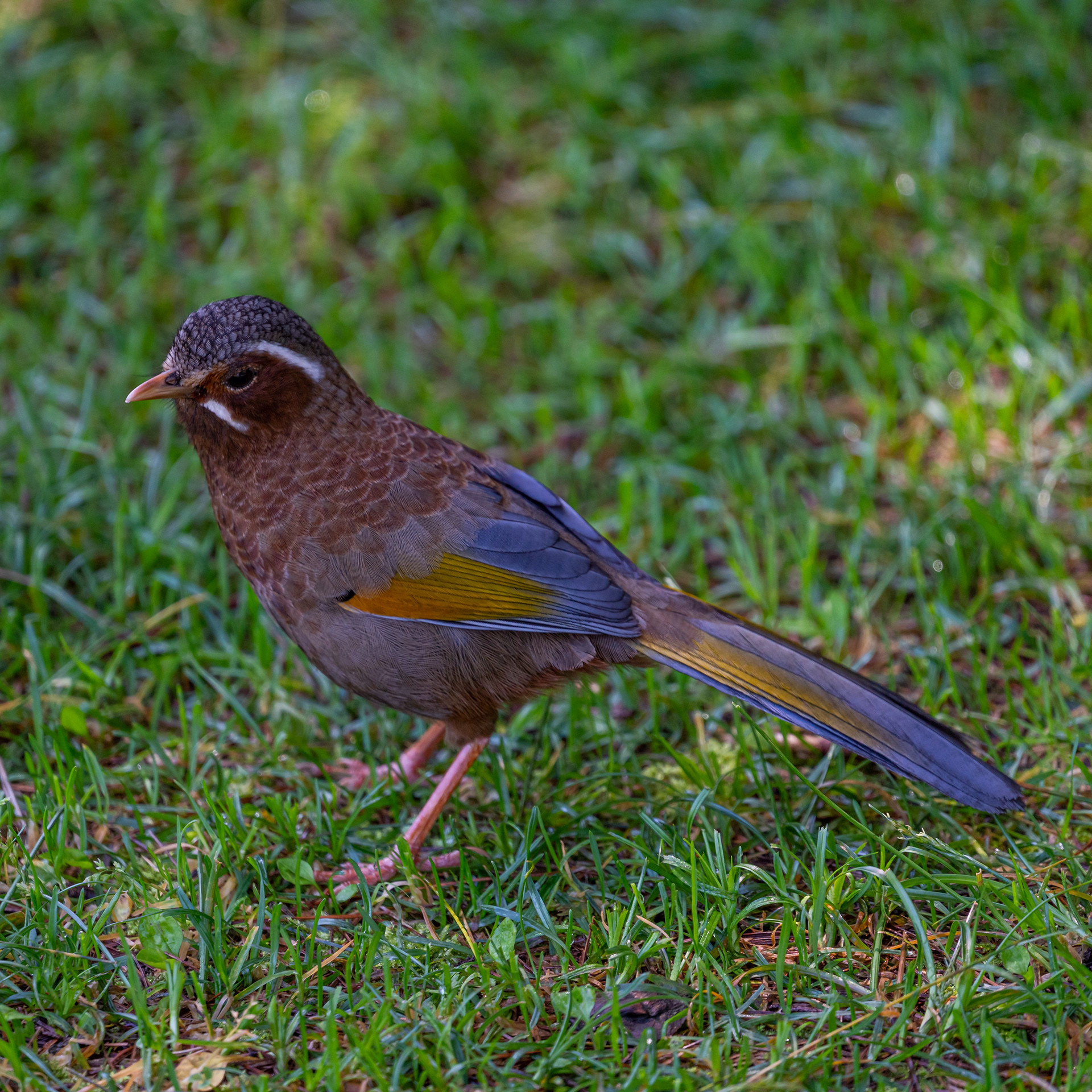 White-whiskered laughingthrush