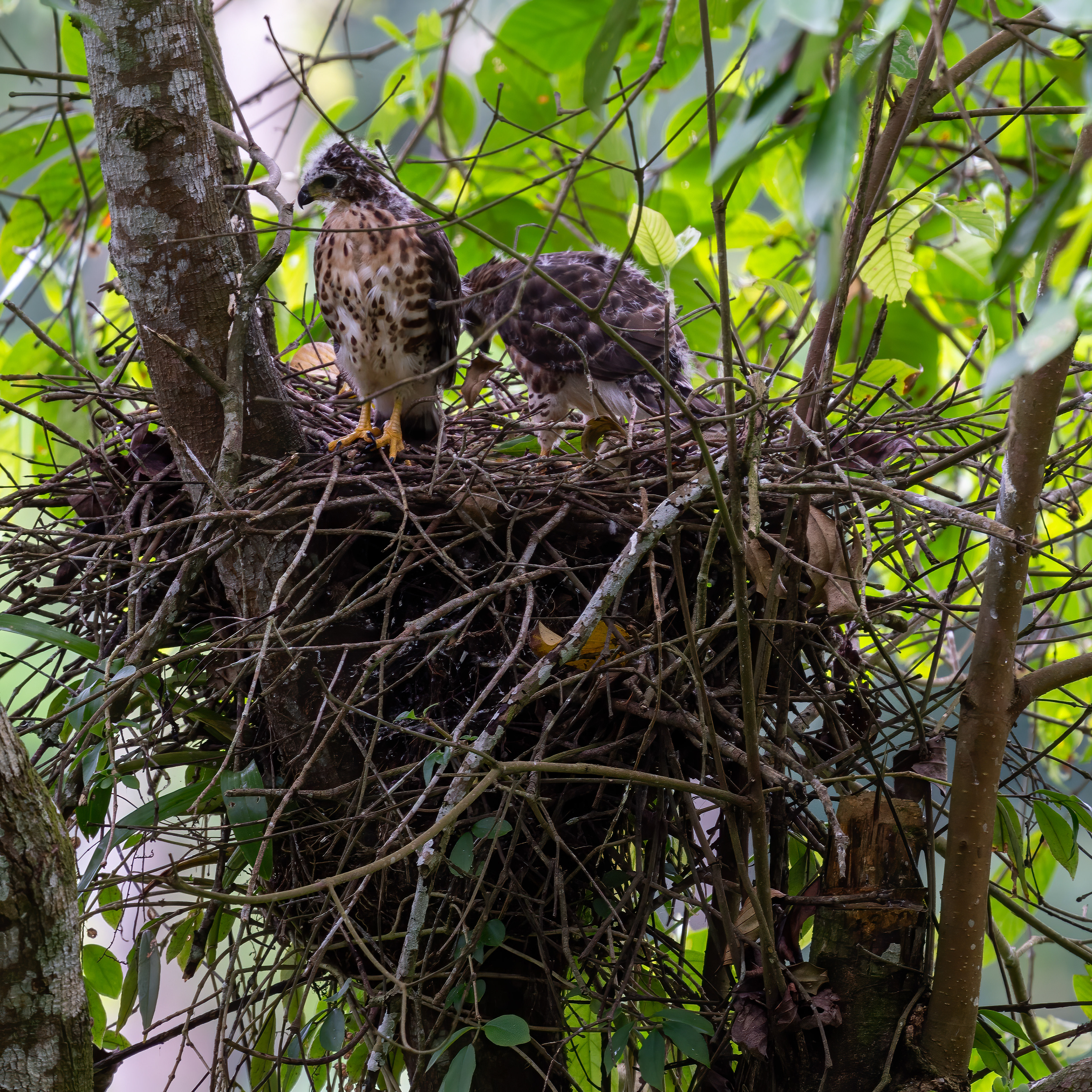 Crested goshawk