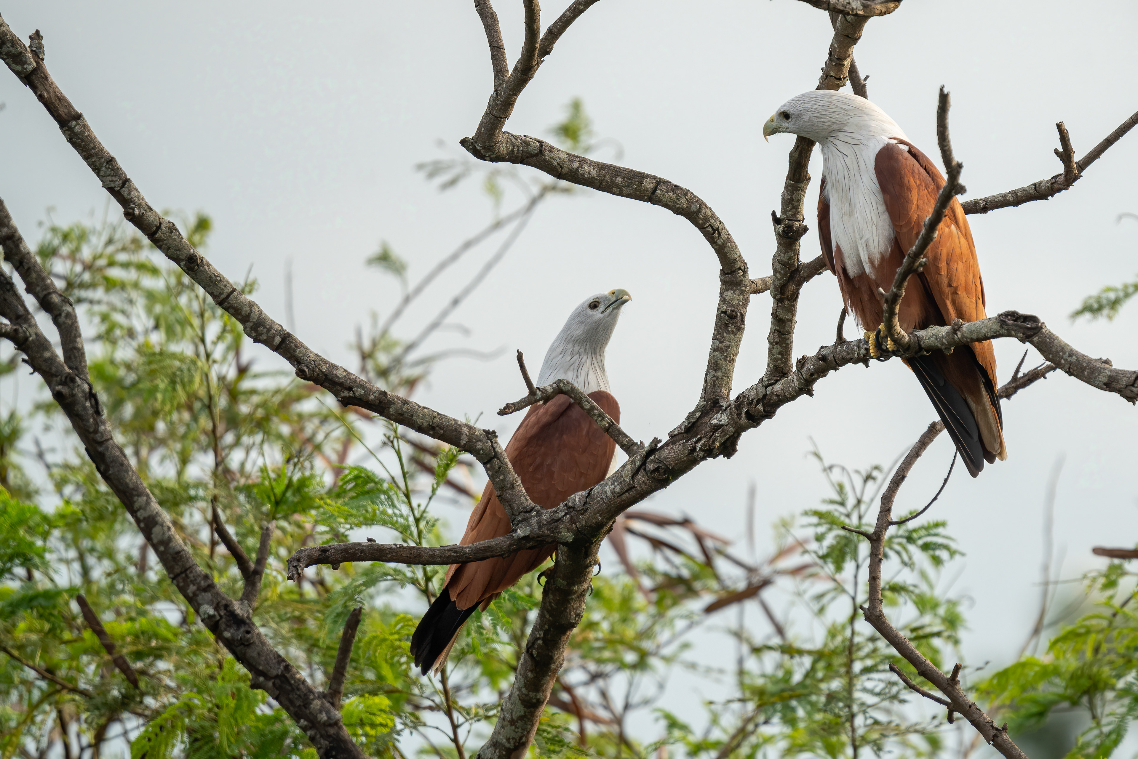 Brahminy kite (India)