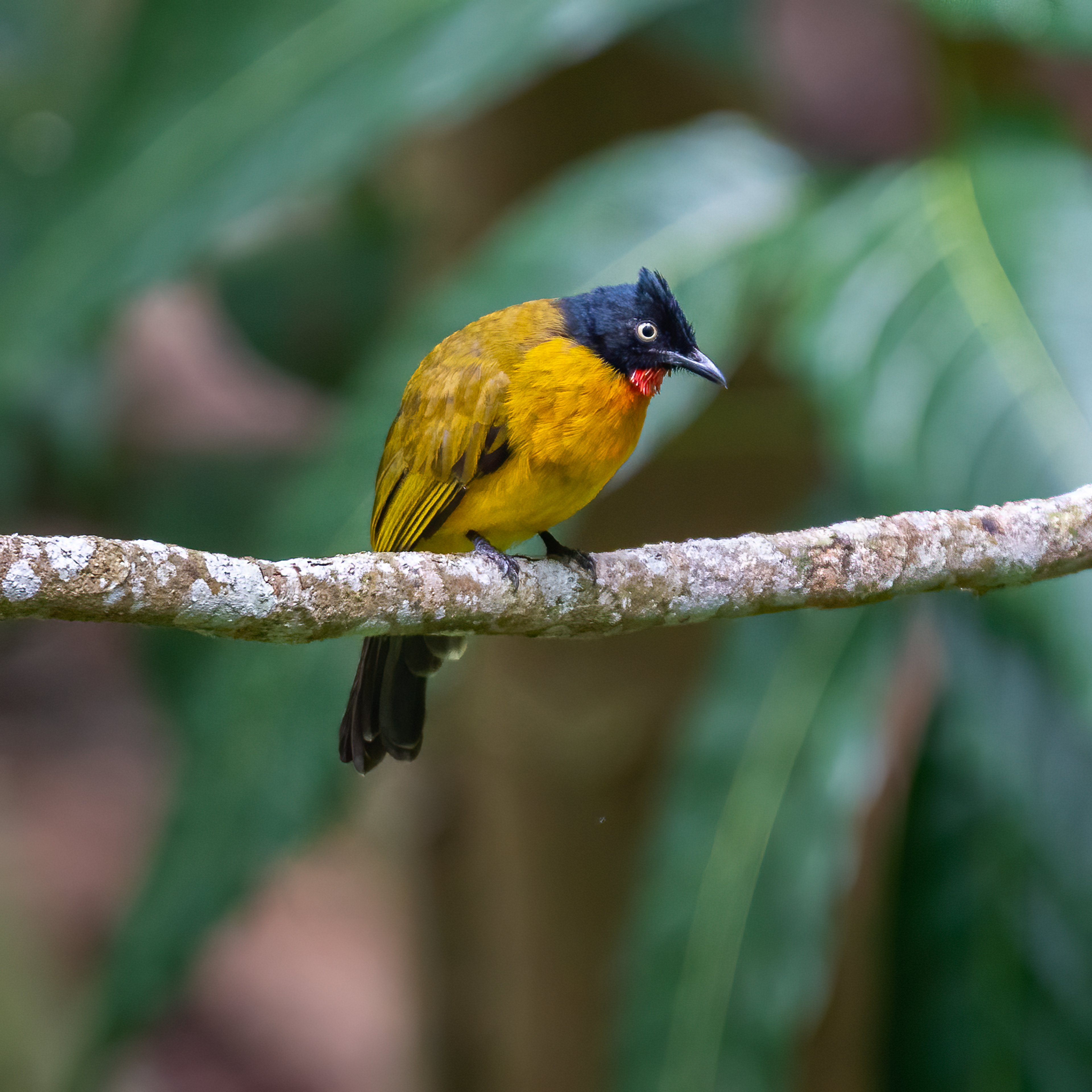 Ruby-throated bulbul