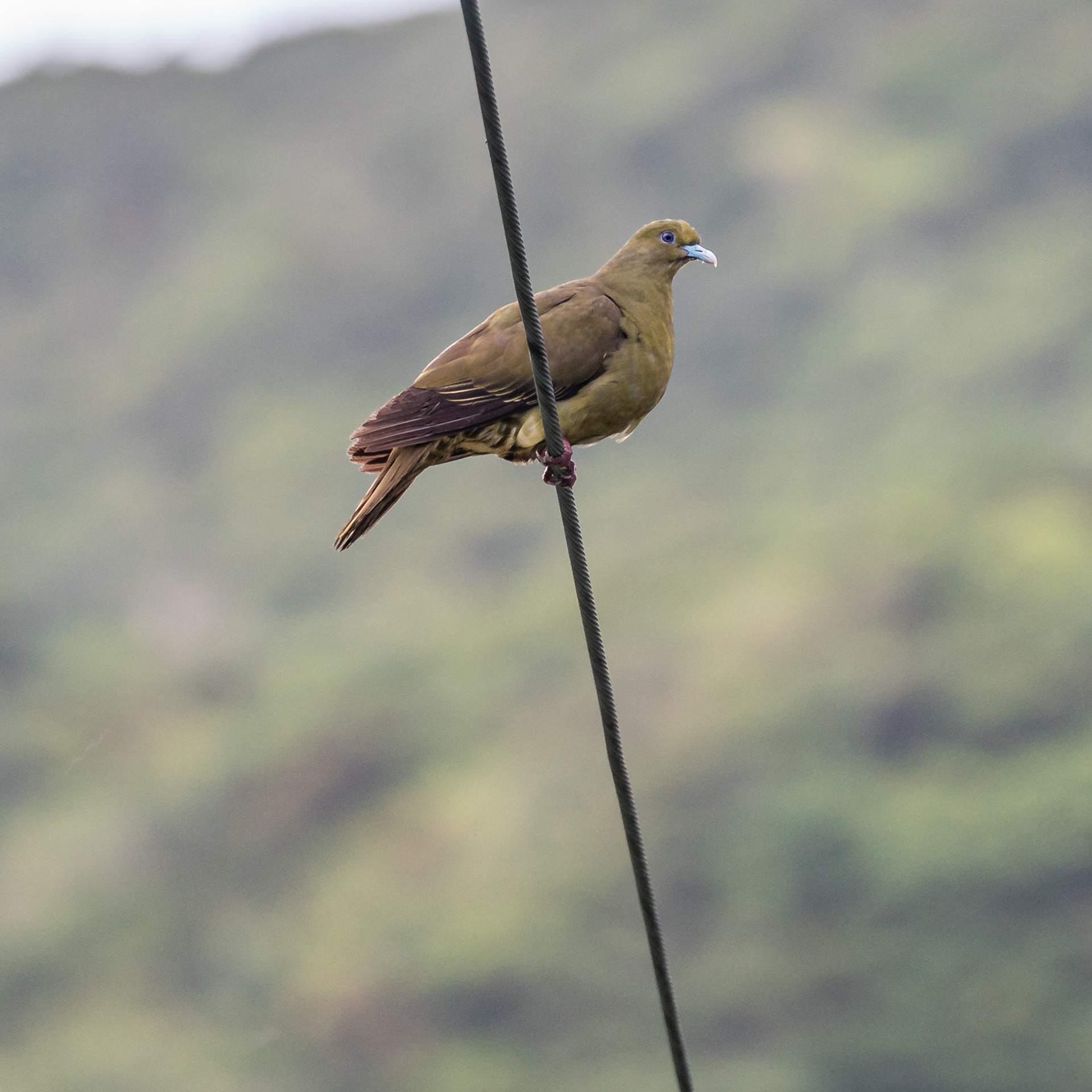 Whistling green-pigeon (Lanyu subspecies)