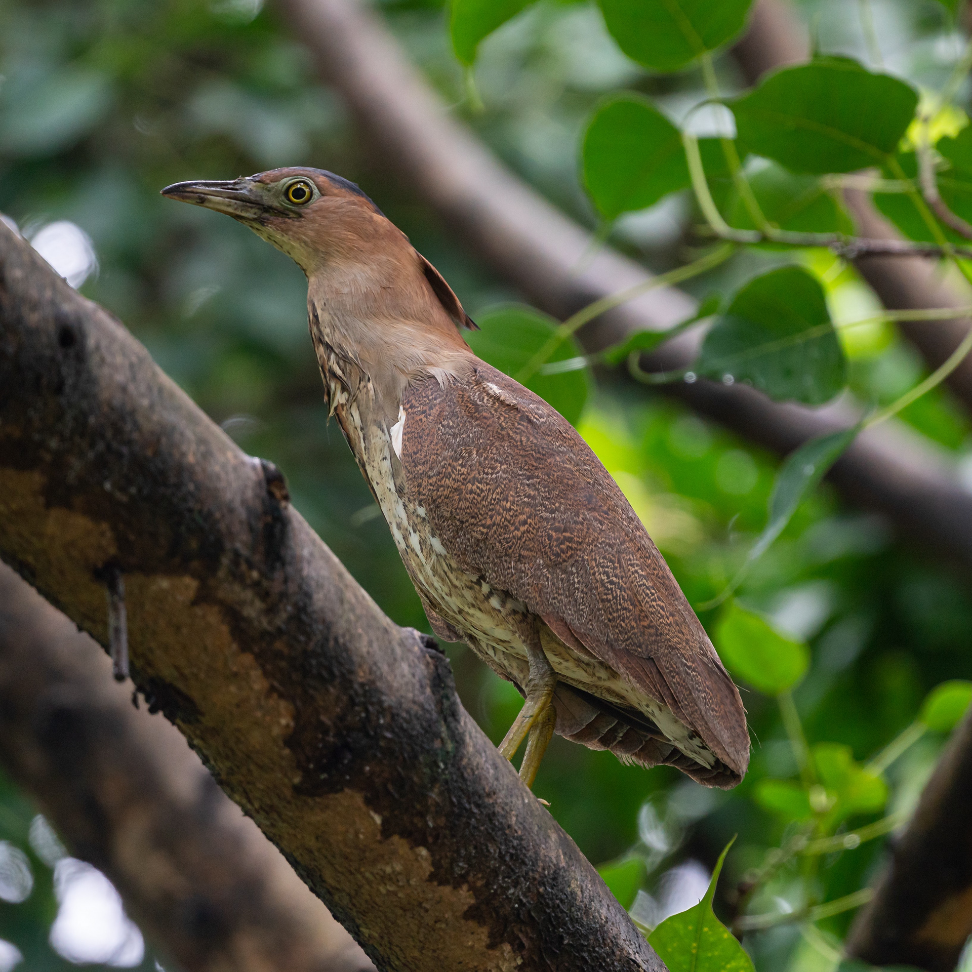 Malayan night heron