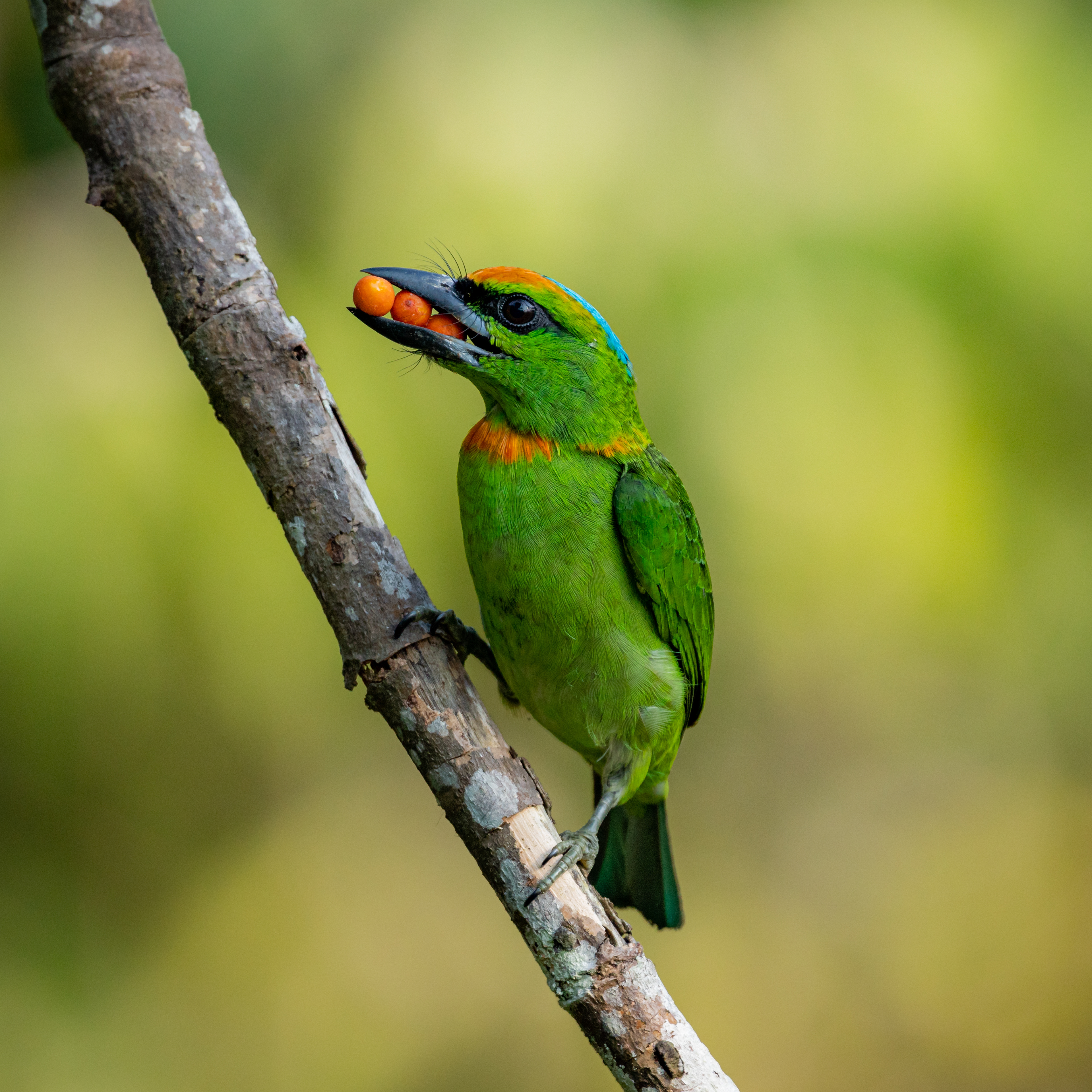 Flame-fronted barbet