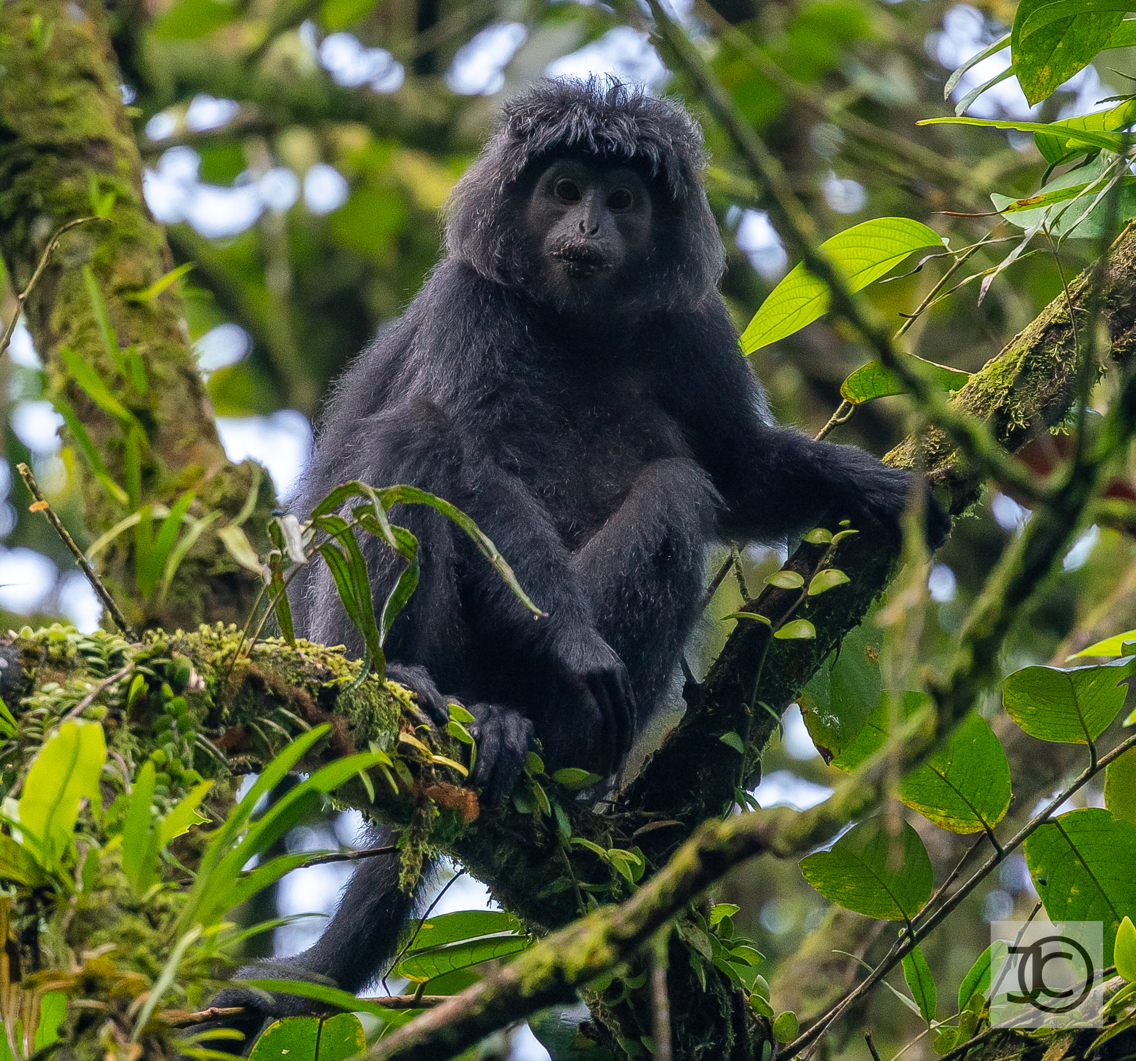 Javan Lutung