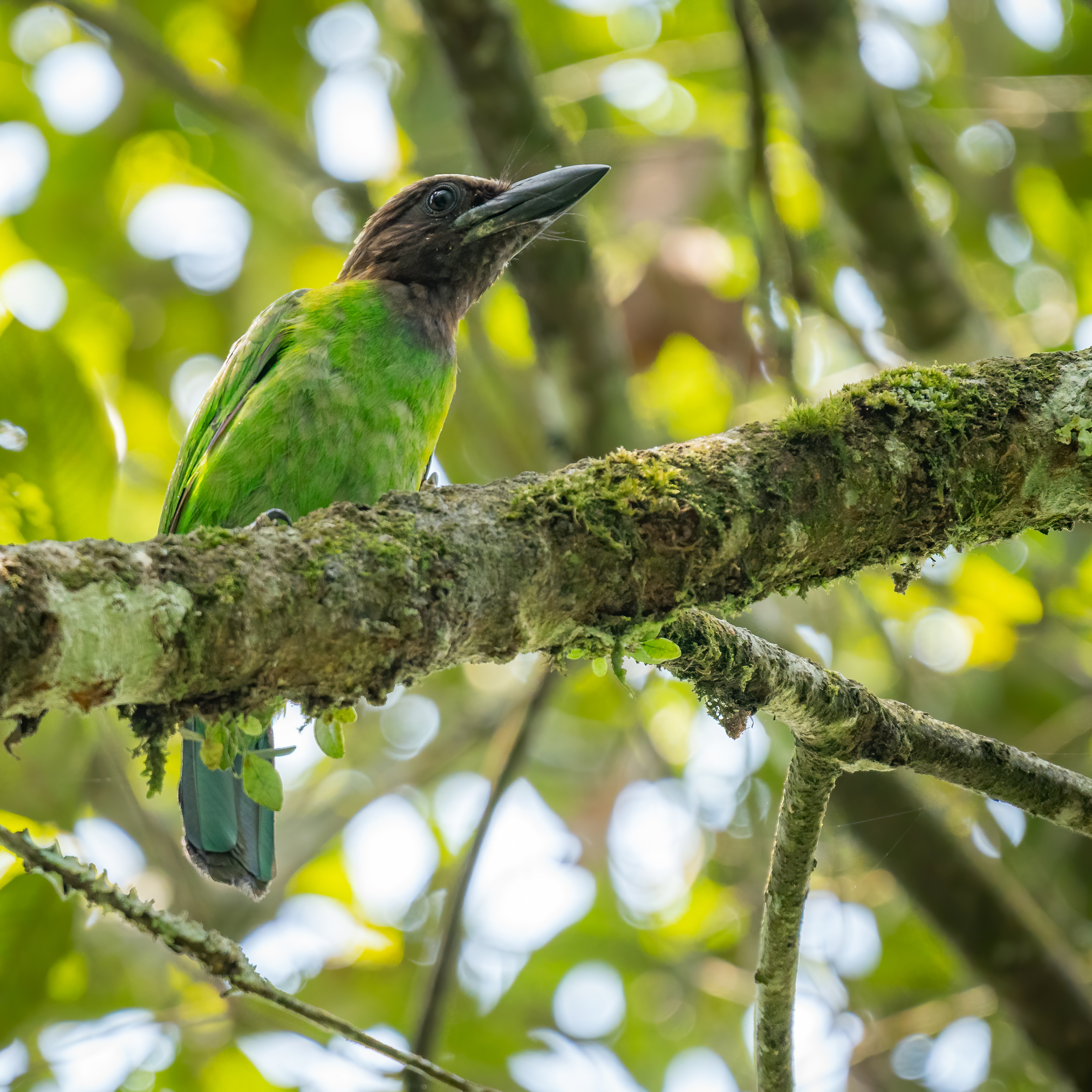 Brown-throated barbet