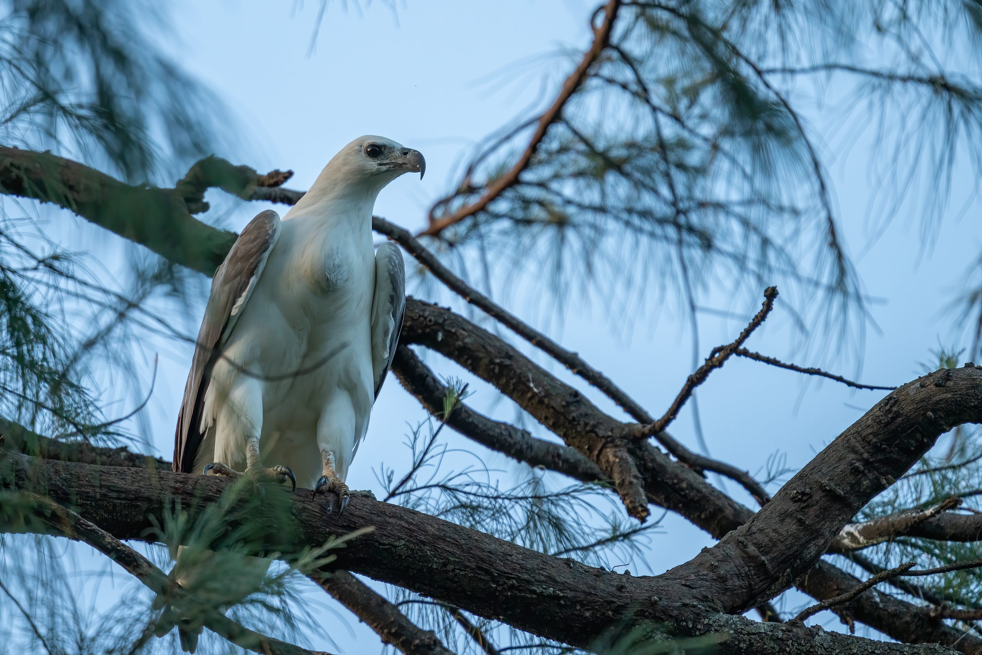 White-bellied sea eagle (India)