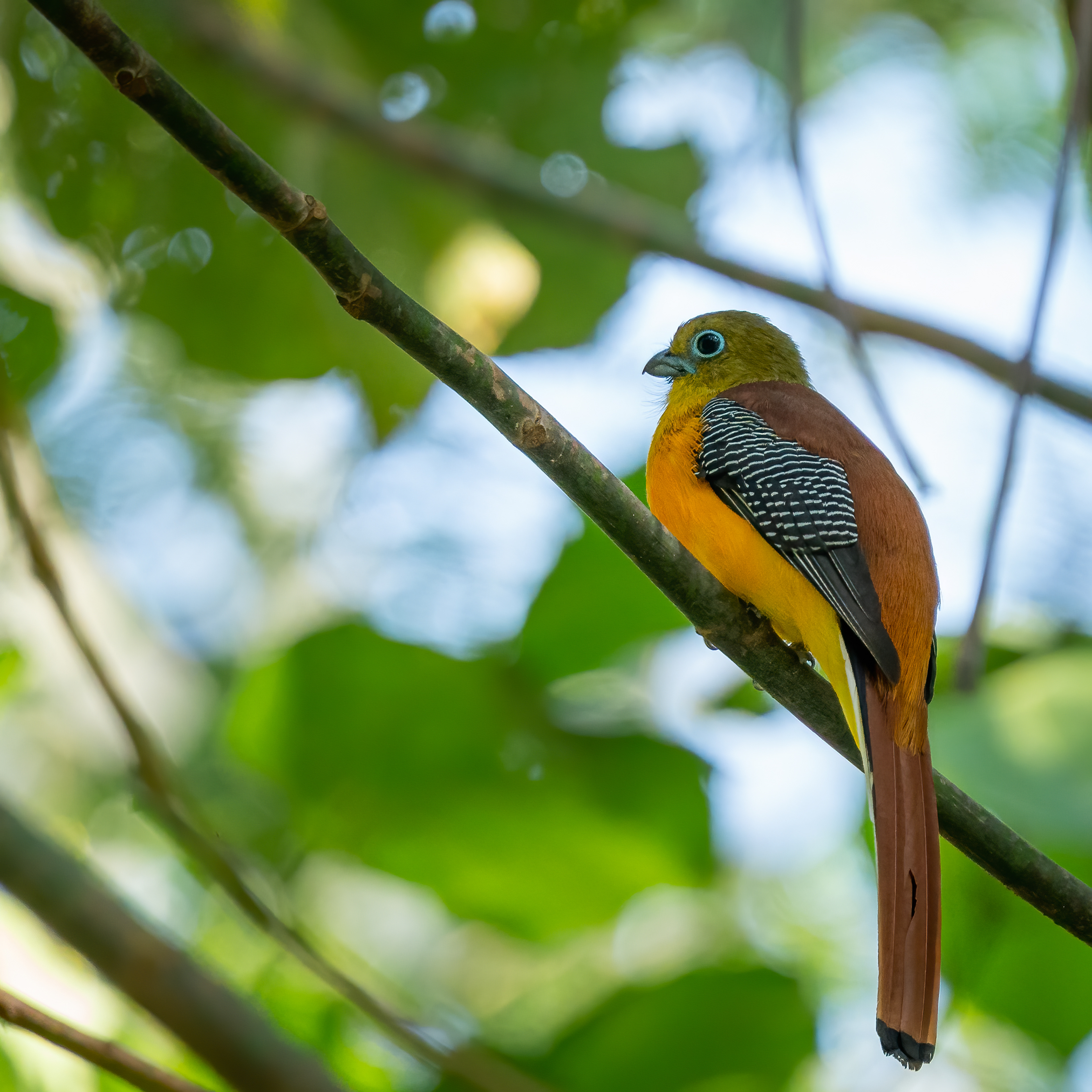 Orange-breasted trogon