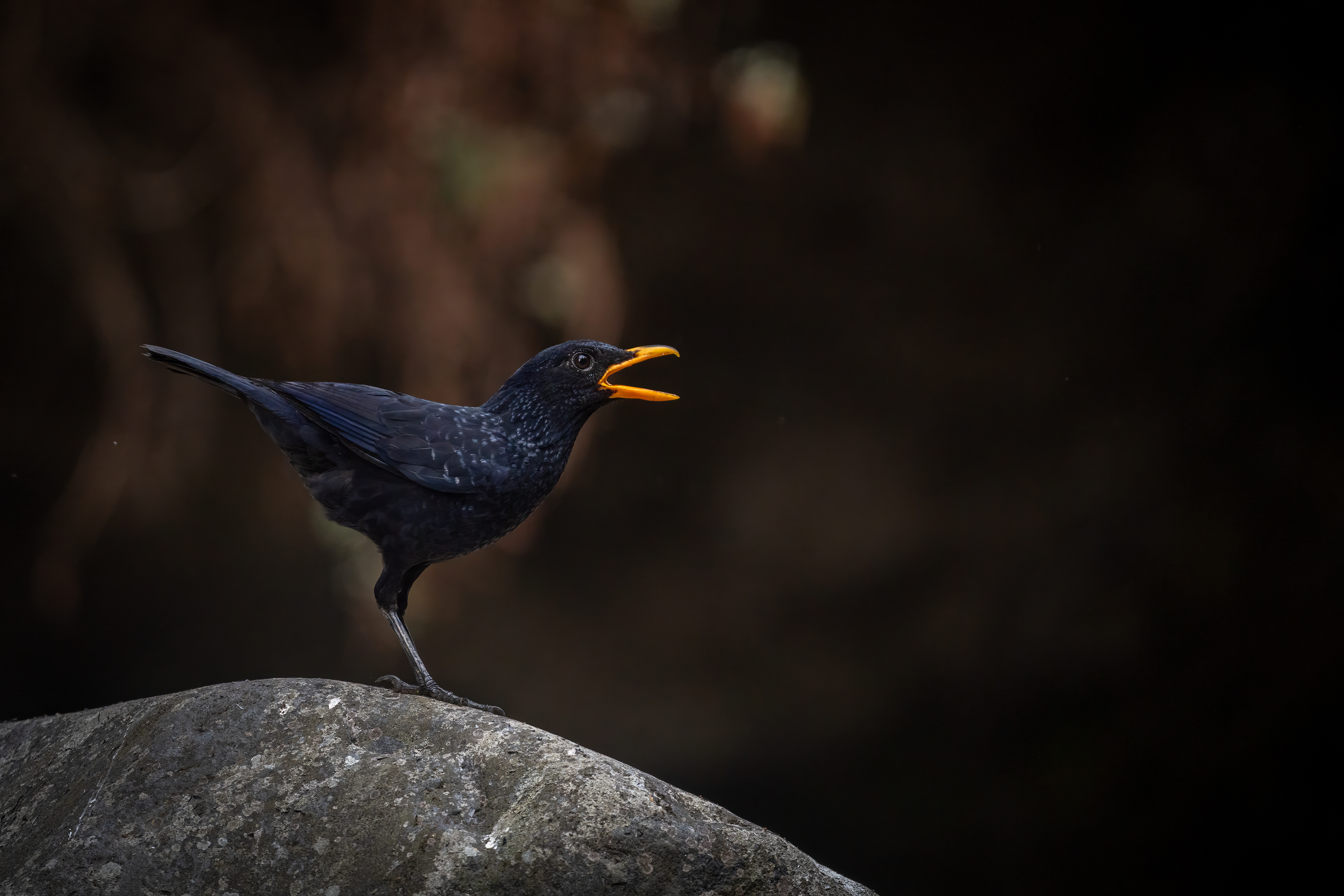 Blue-whistling Thrush