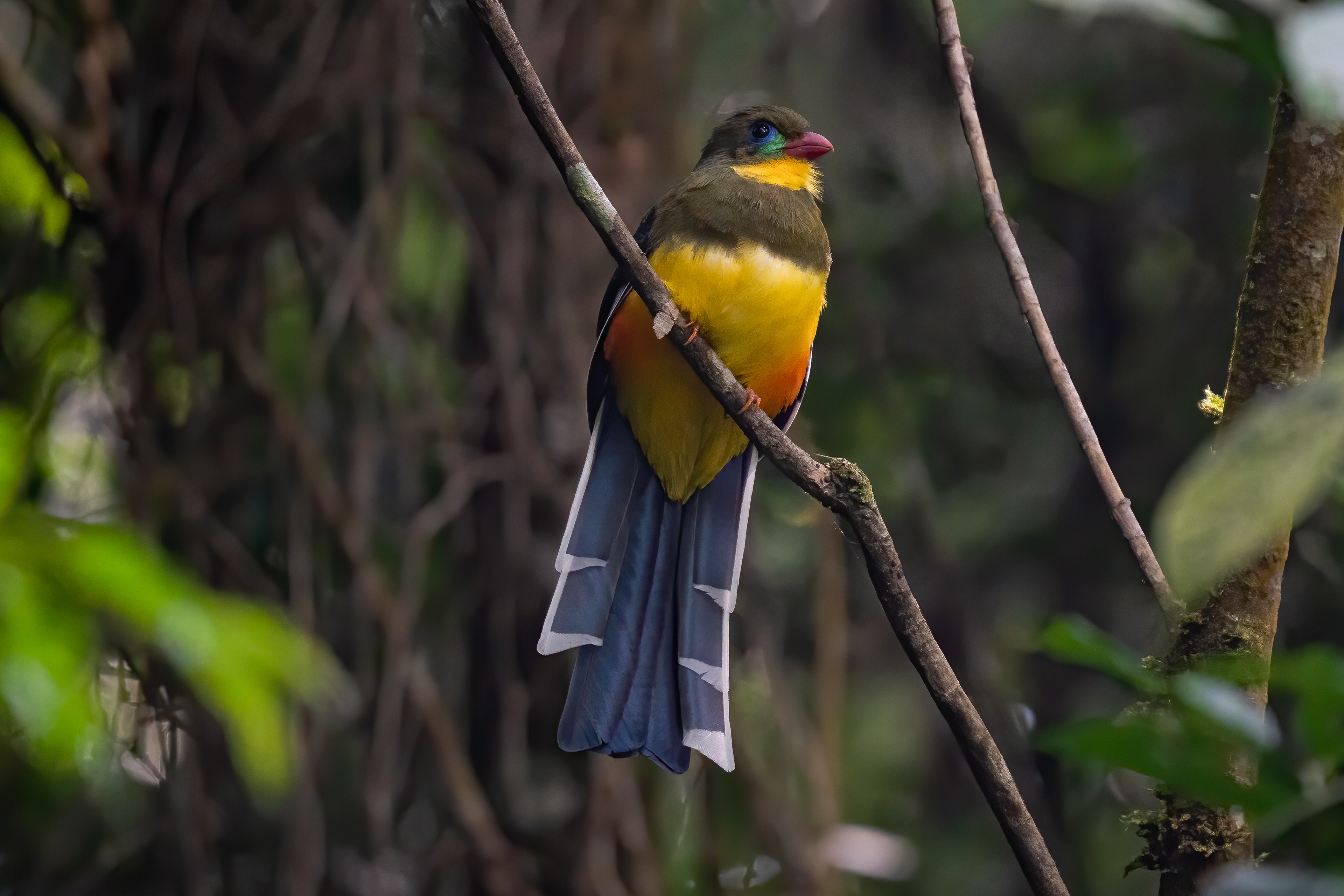 Javan trogon