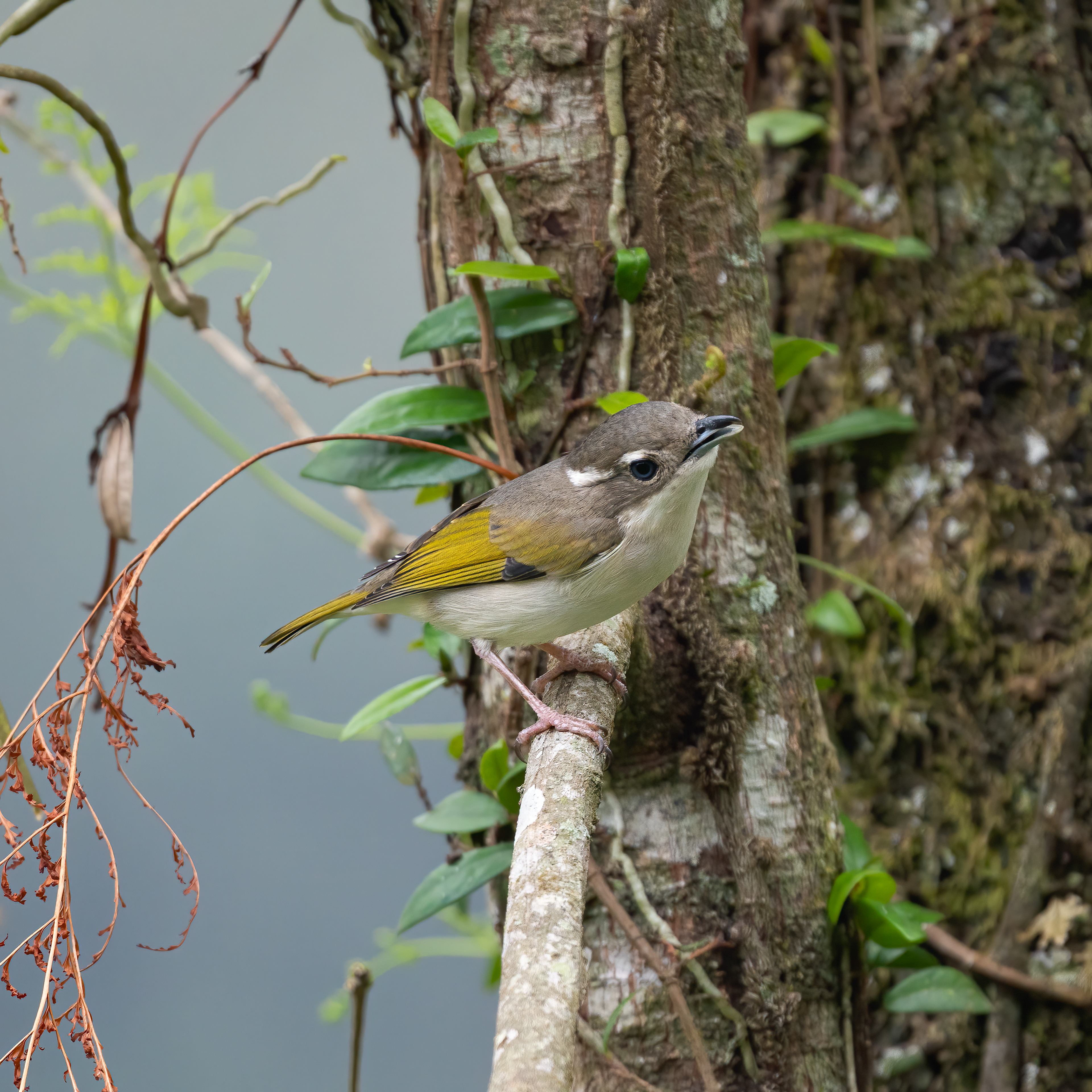 Pied shrike-babbler (female)