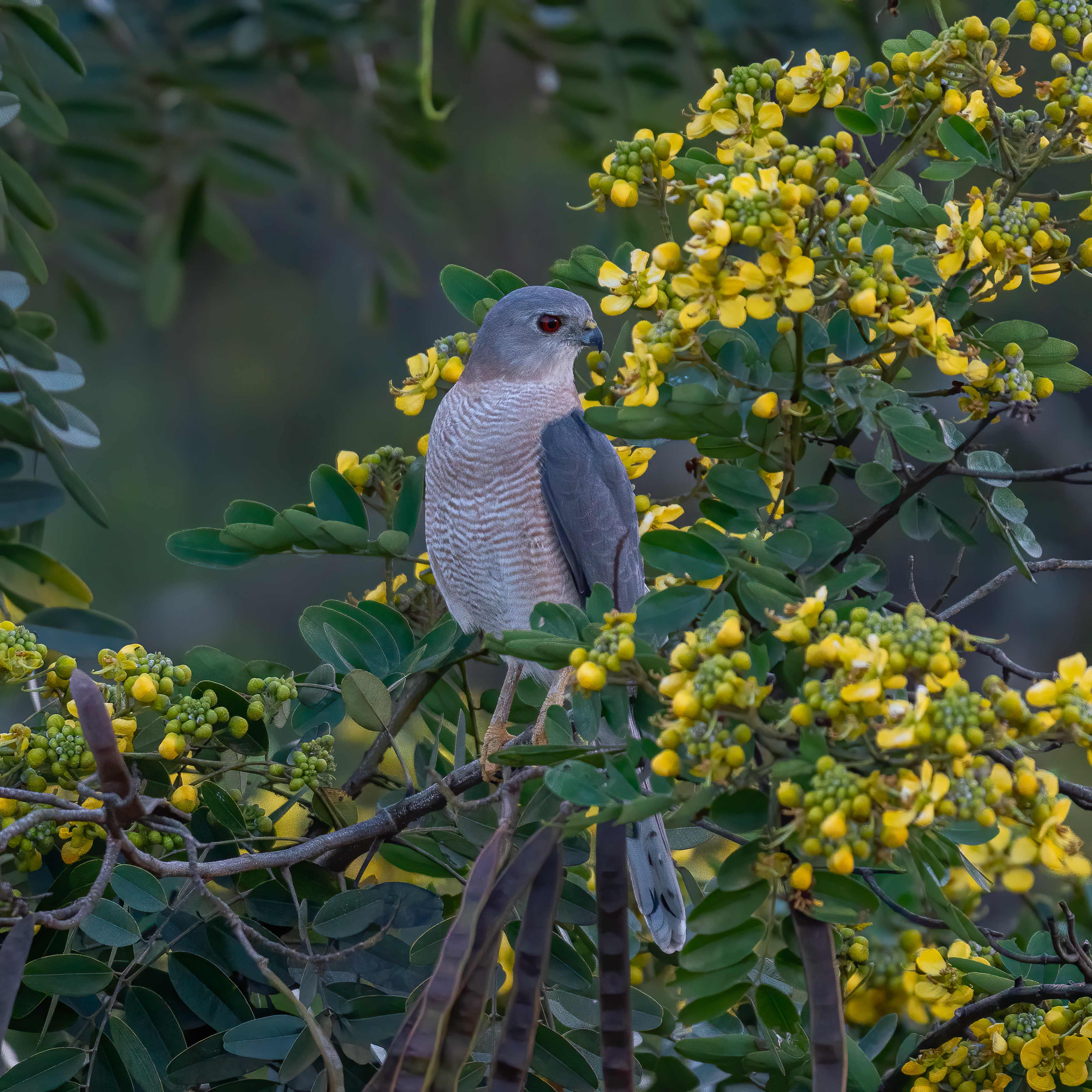 Shikra (India)
