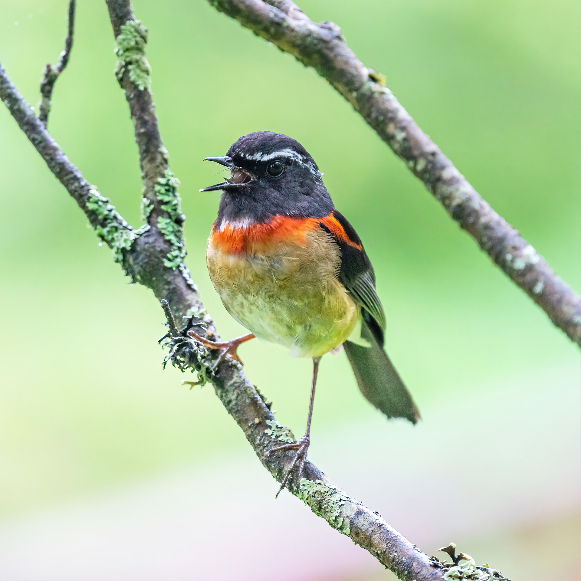 Collared bush robin