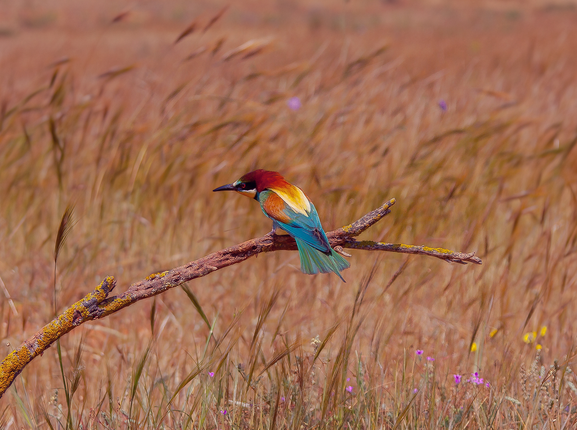 PREPARADO PARA LA CAZA