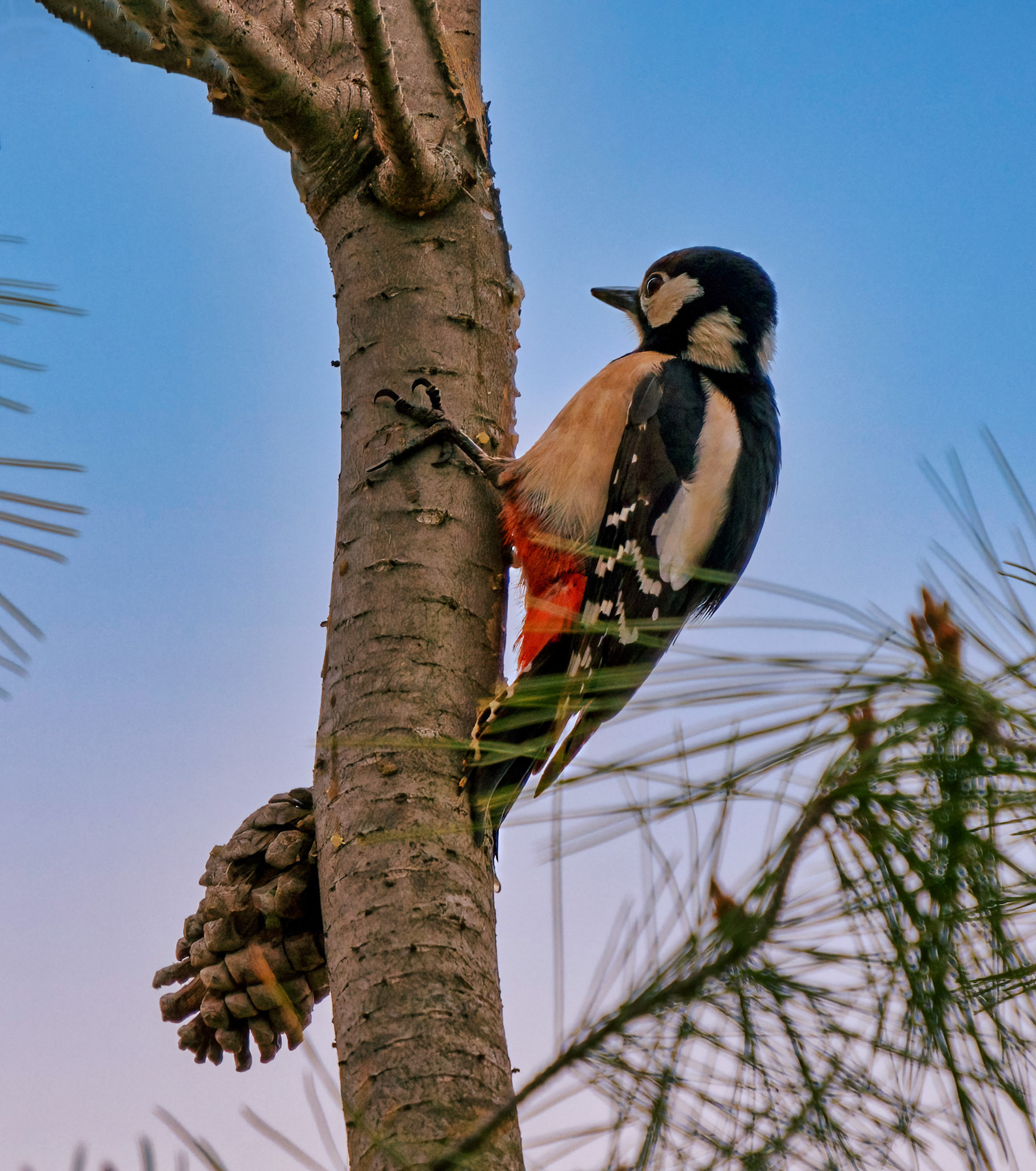 PICO PICAPINOS EN LOS CERROS DE ALCALÁ