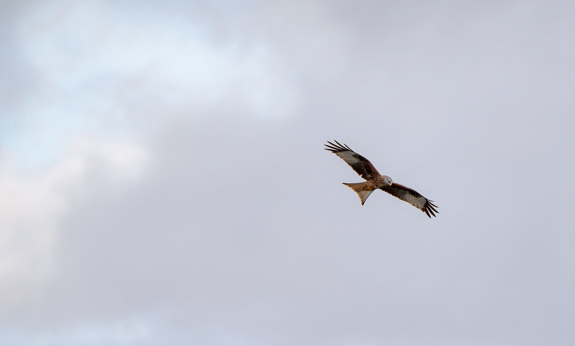 MIRANDO COMENZANDO A CERNIRSE SOBRE PRESA