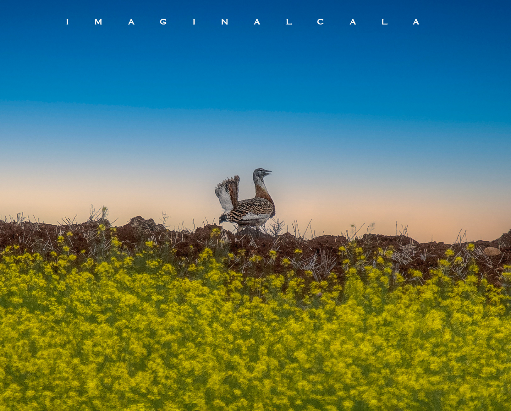 AVUTARDA AL ATARDECER QUE POSA