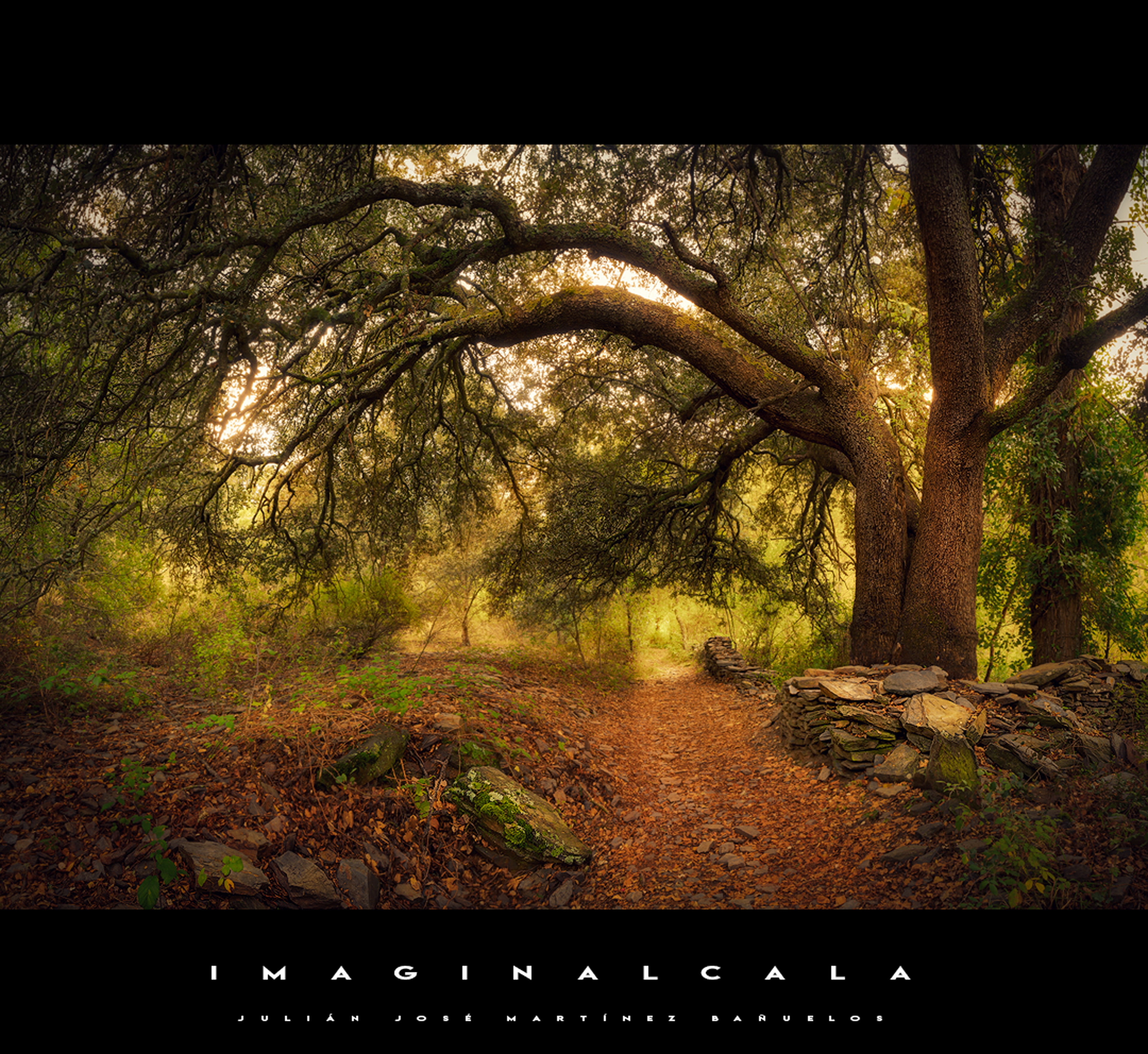 ENCINA (QUERCUS ILEX) UN SOLO EJEMPLAR GENERA UN COMPLETO ECOSISTEMA