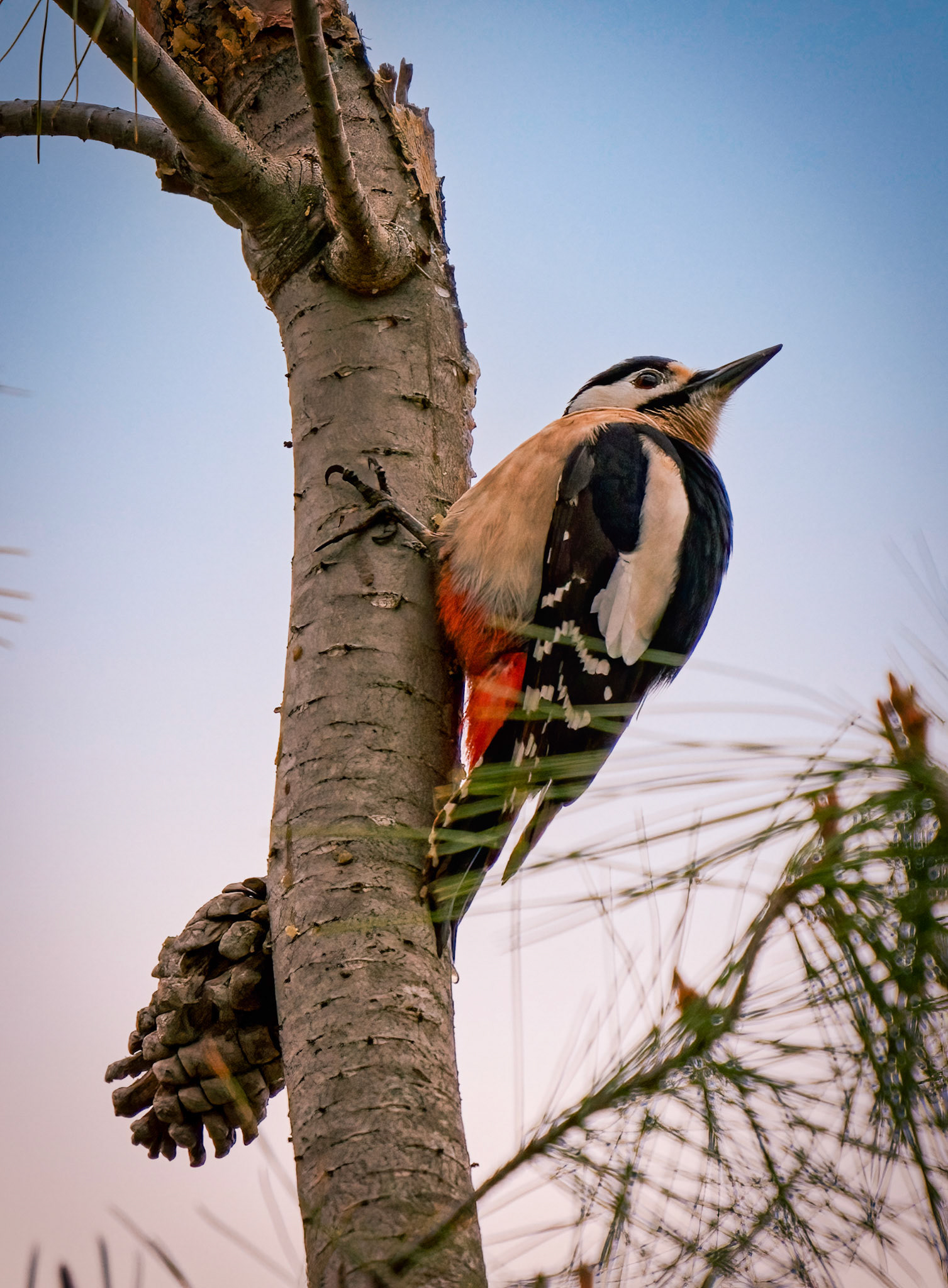 SOBRE PINO DE ALEPO O CARRASCO