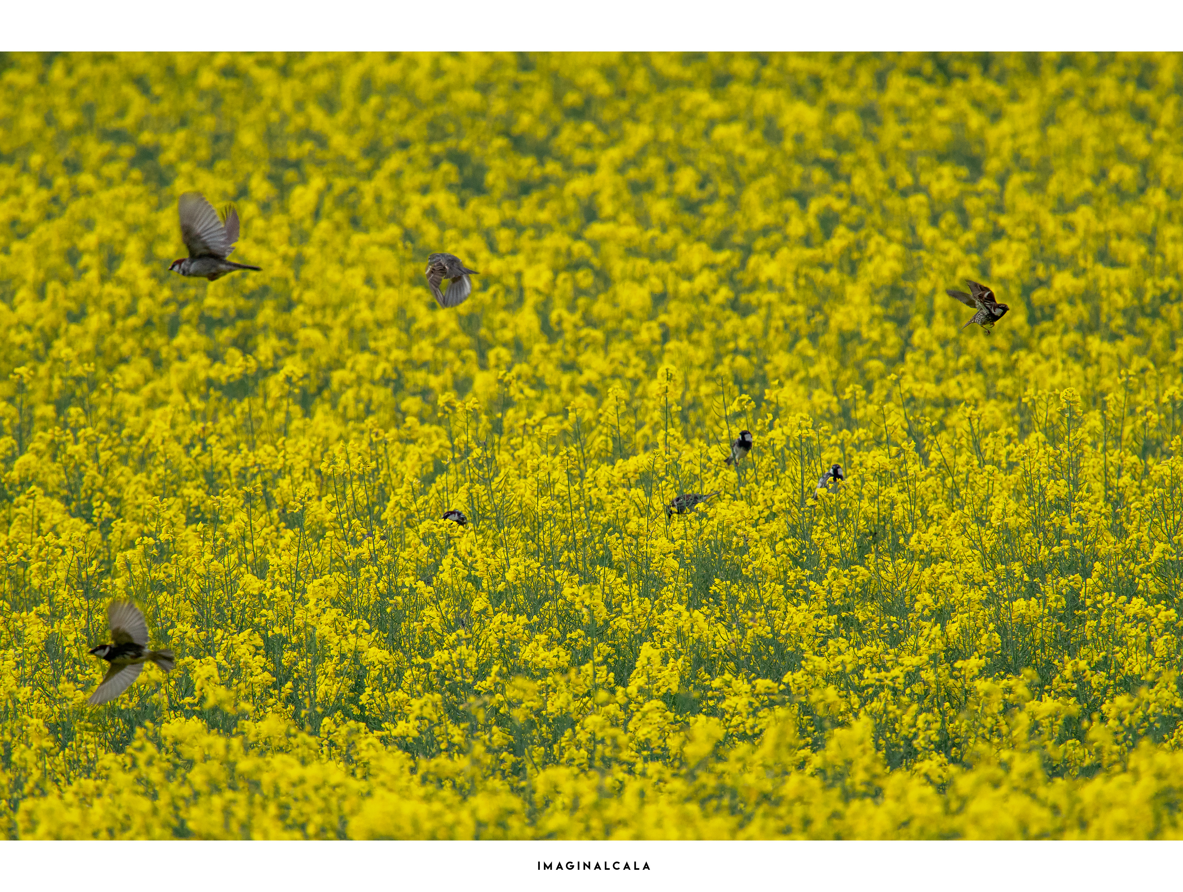 GORRIONES MOLINEROS EN LA COLZA