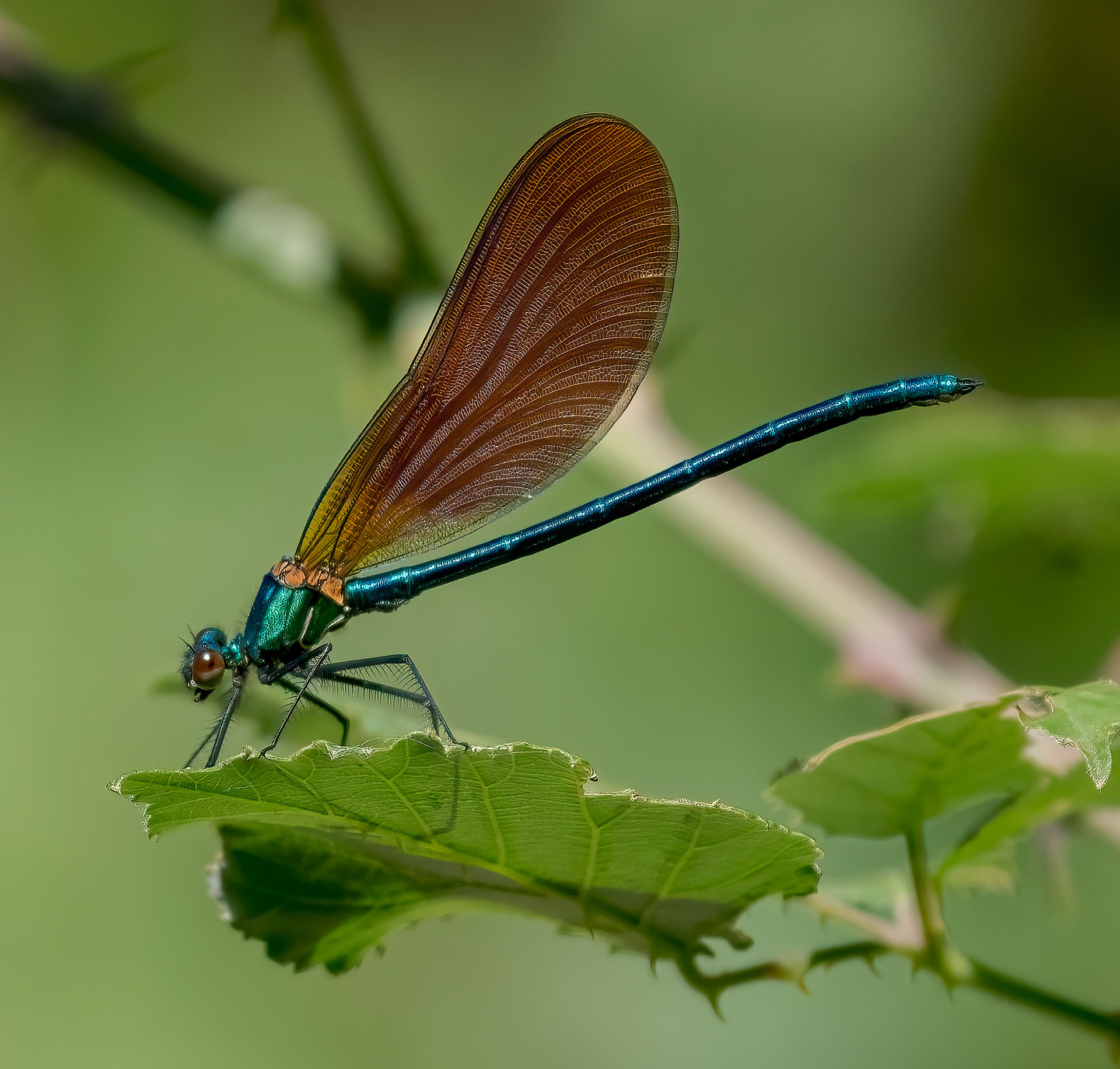 Caleopteryx xanthostoma, macho en Arroyo Pelagallinas
