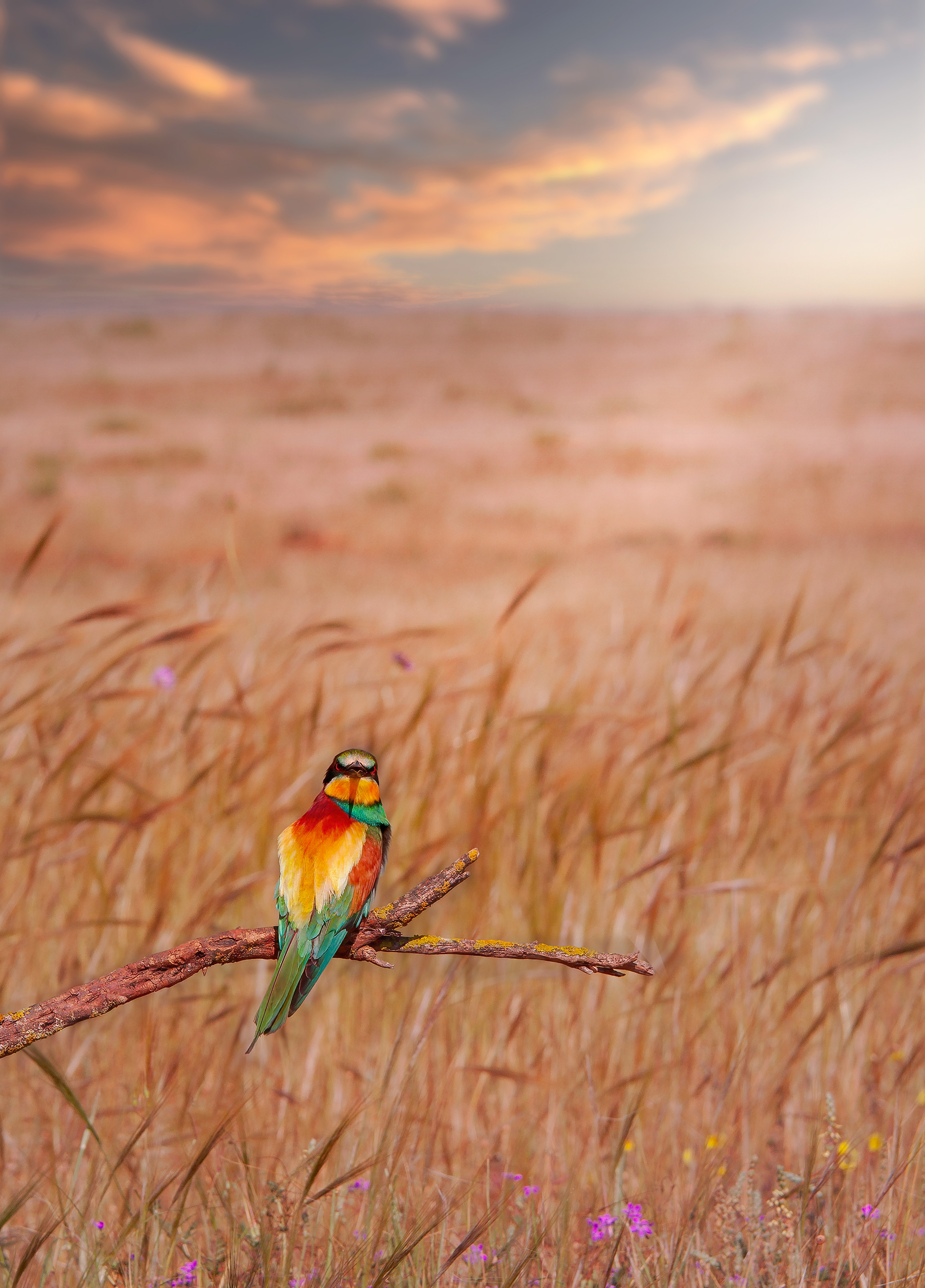 EL ABEJARUCO NOS OBSERVA