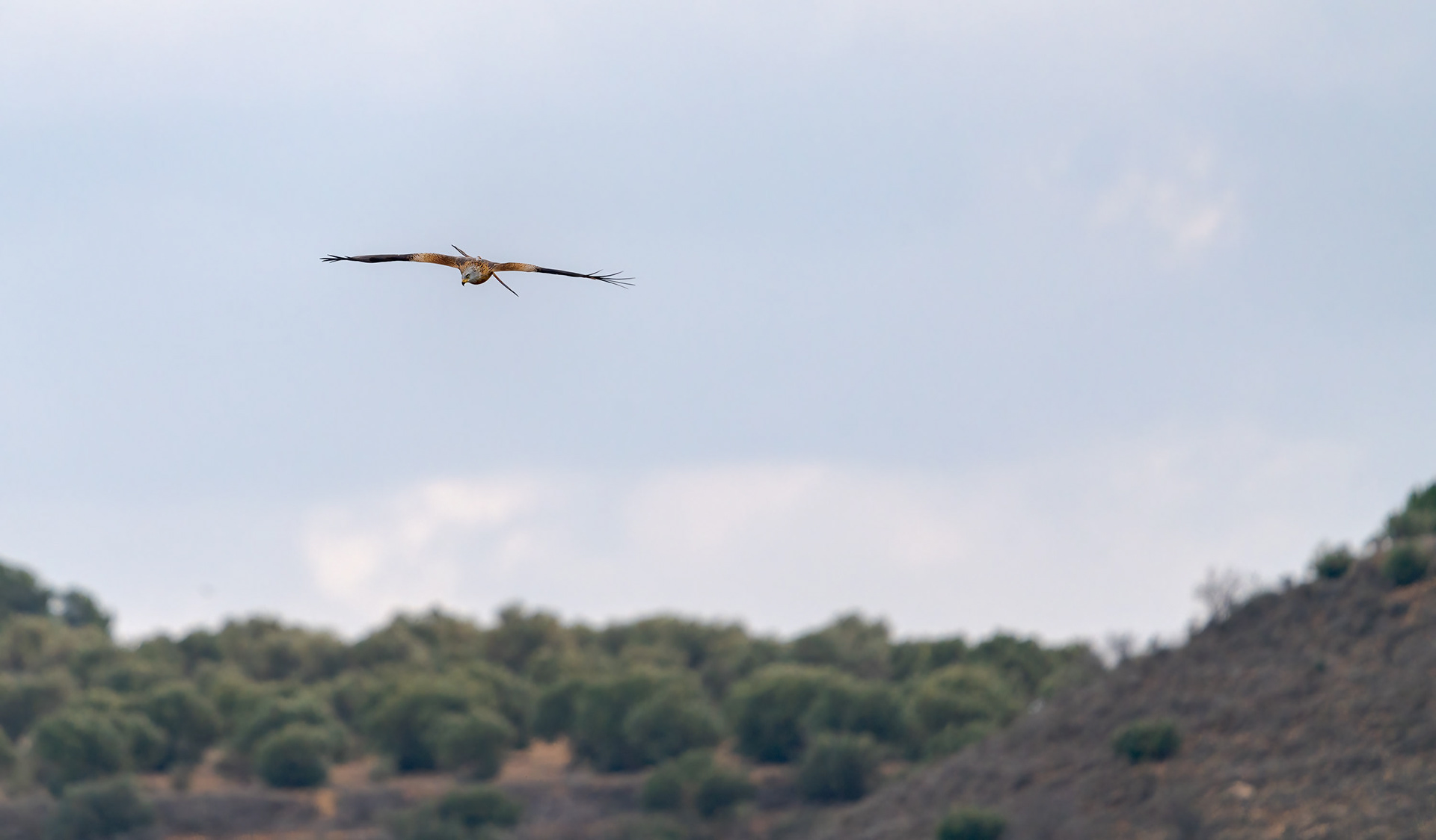 MILANO OBSERVAR SU COLA