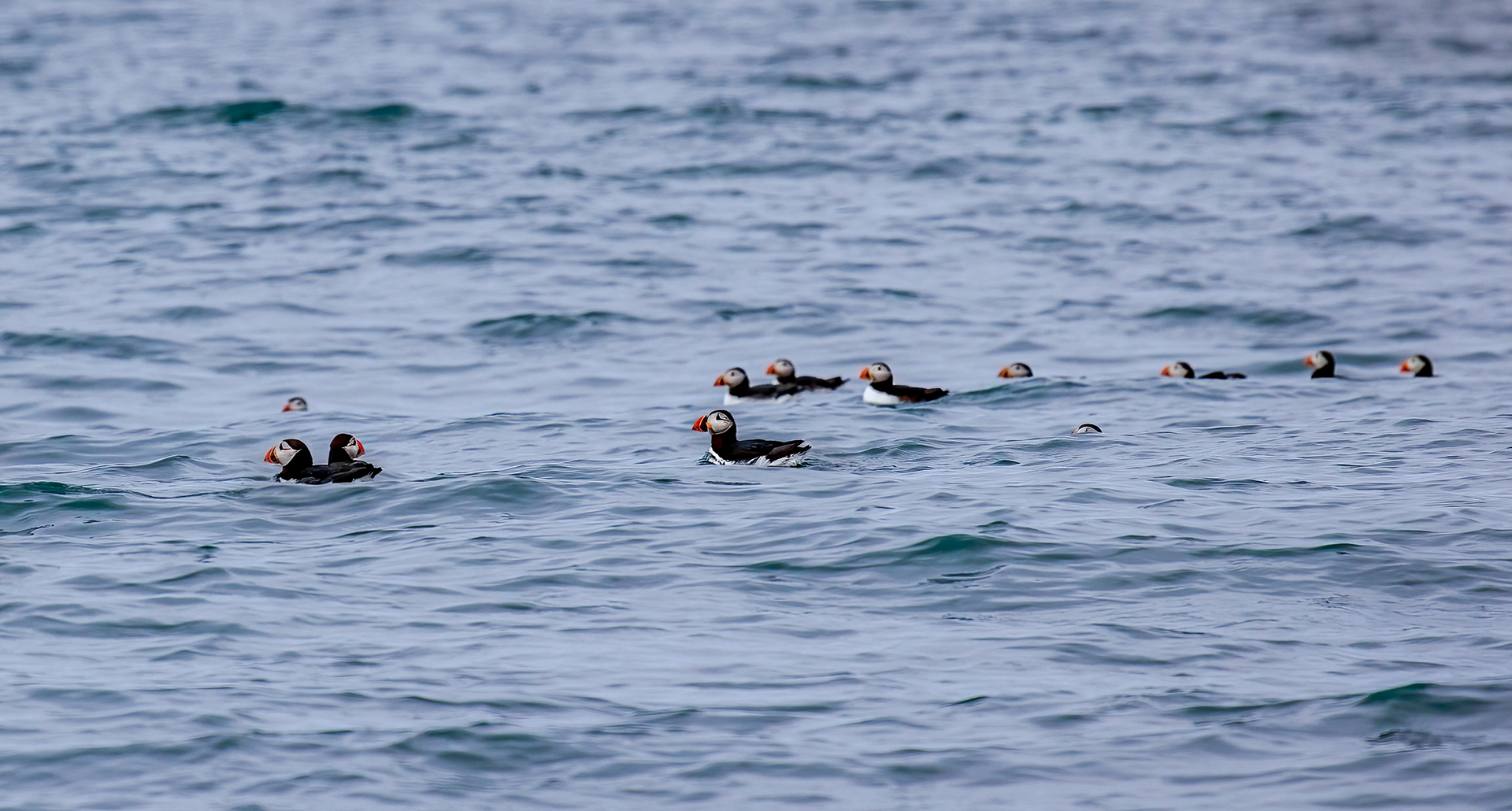 Frailecillo (Atlantic puffin, Fratercula arctica)