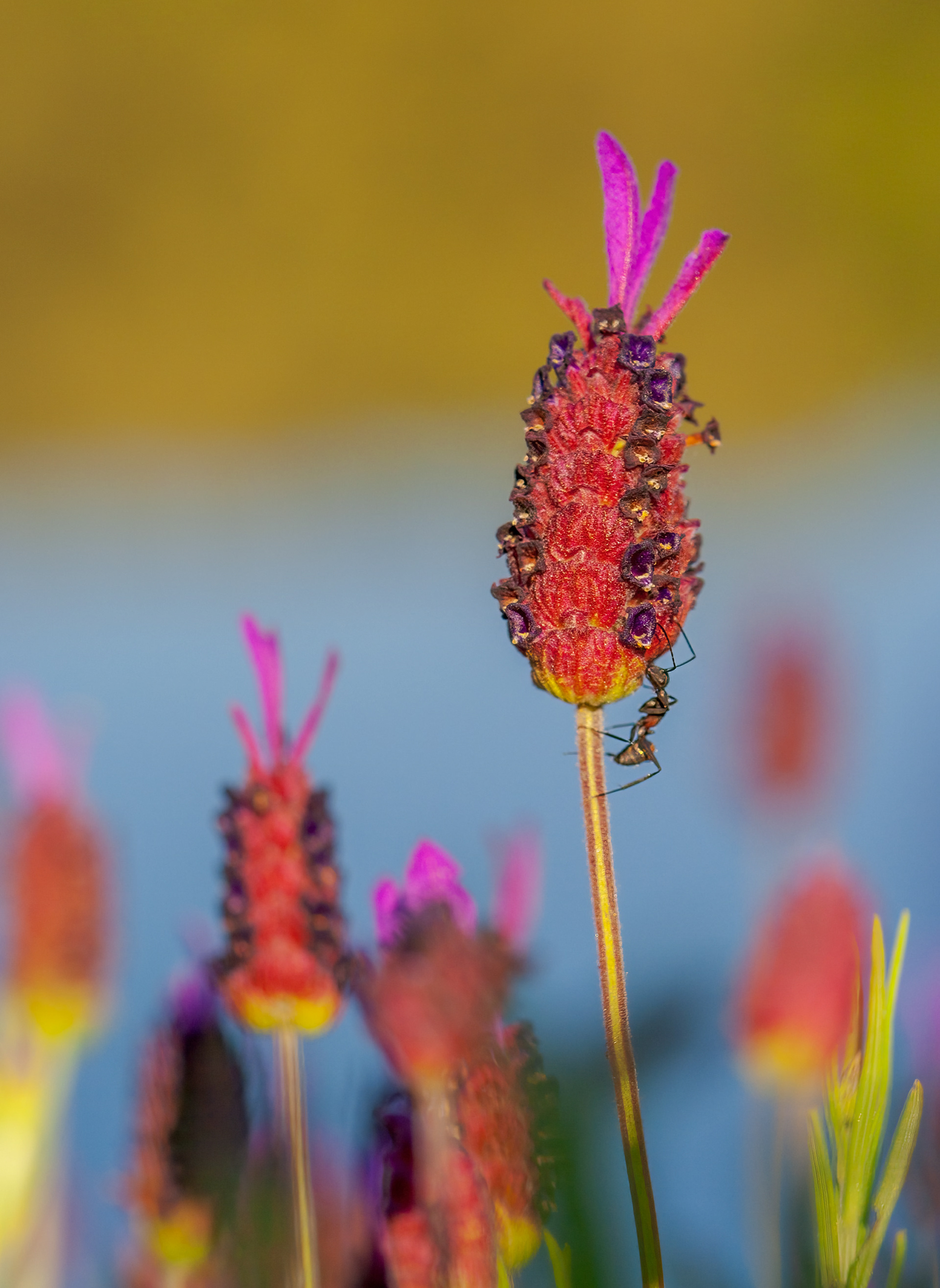 HORMIGA SOBRE CANTUESO (LAVANDULA STOECHAS) EN SUELOS SIN CAL Y ASOCIADO A JARAS Y TOMILLOS BLANCOS