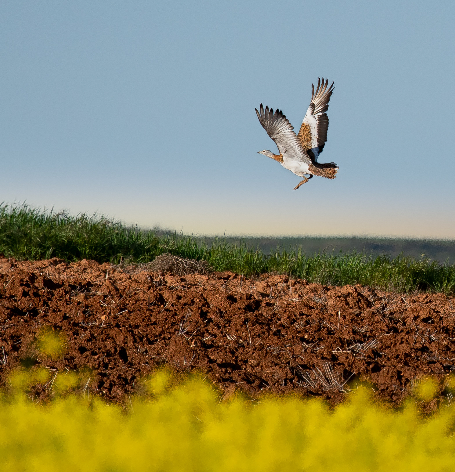 LEVANTANDO EL VUELO