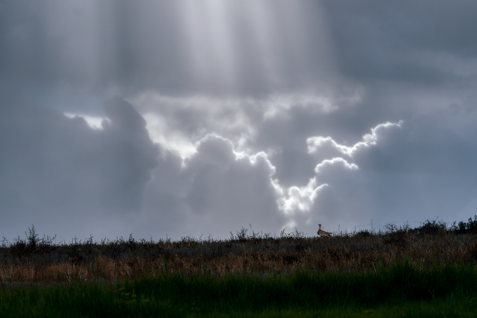 RAYOS DE LUZ A OTIS TARDA