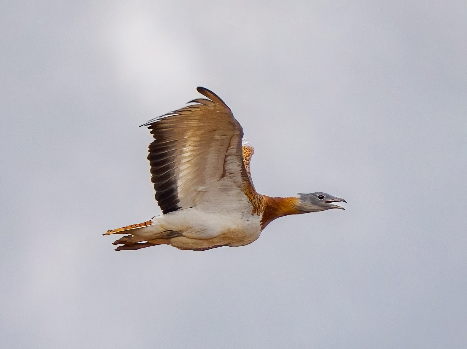 AVUTARDA EN CAMARMA FEB 2022