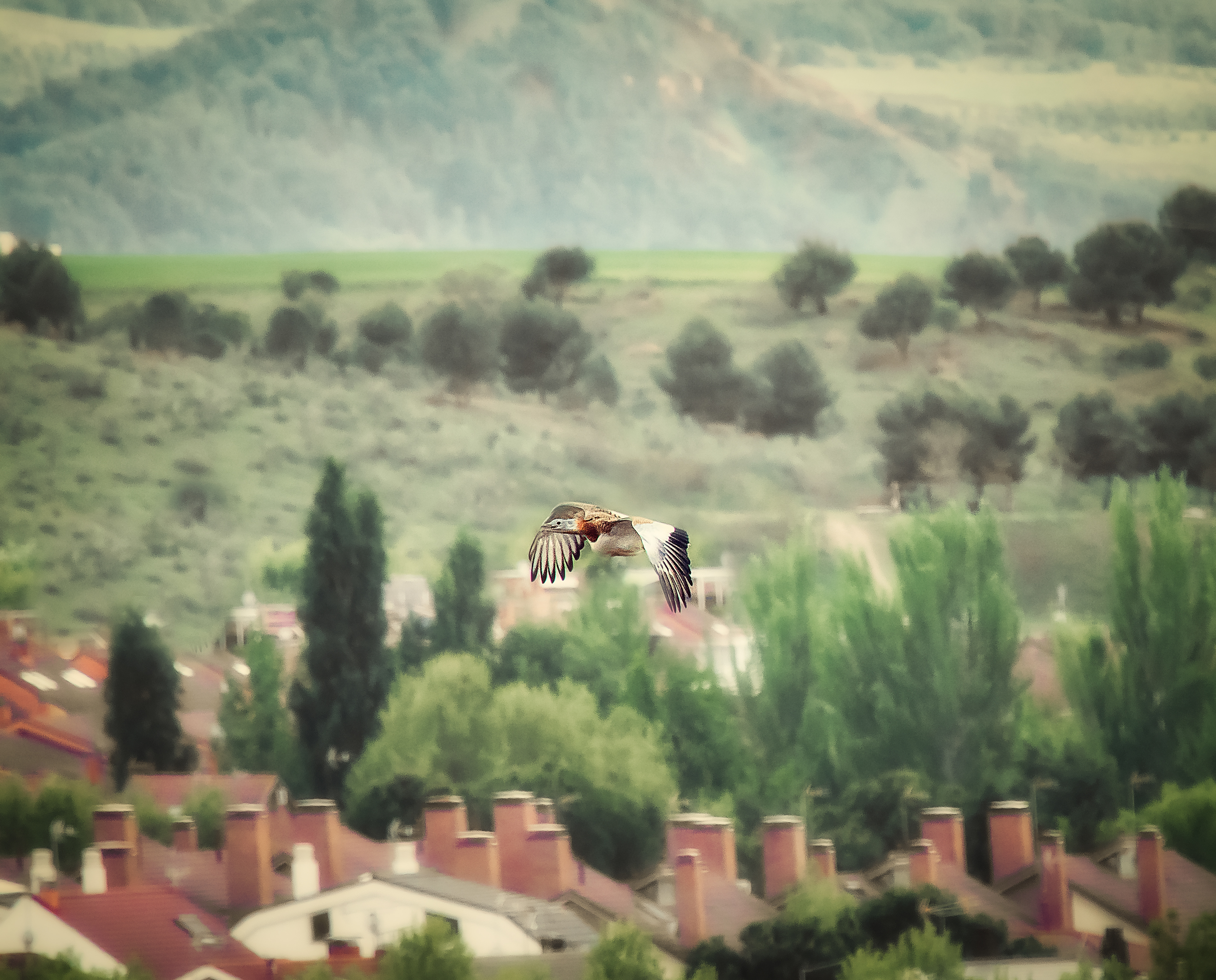 AVUTARDA EN LA URBANIZACIÓN